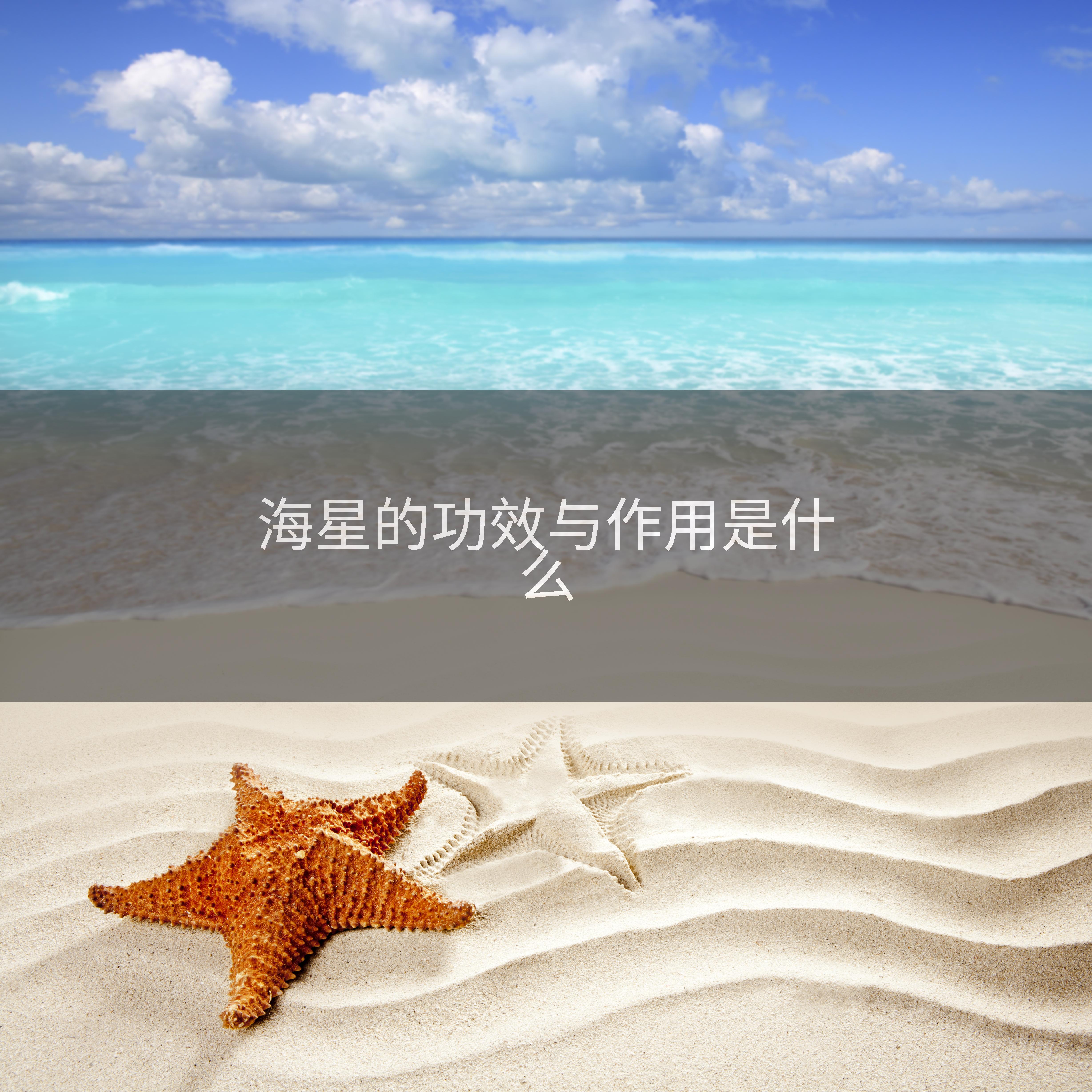 海星的功效与作用是什么