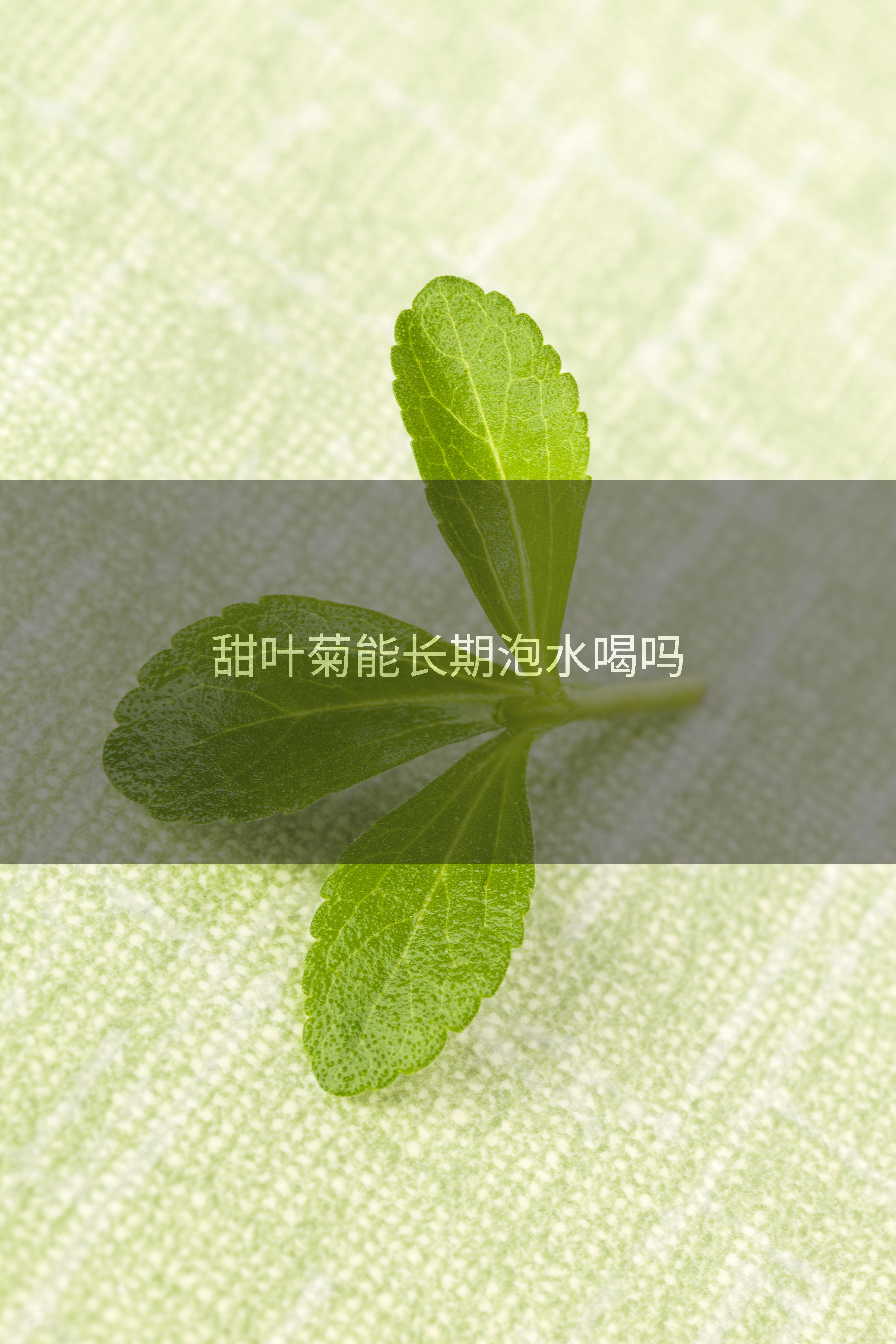 甜叶菊能长期泡水喝吗