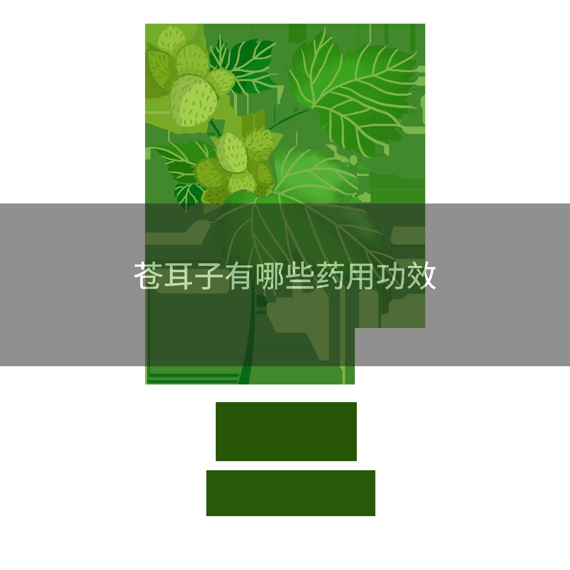 苍耳子有哪些药用功效