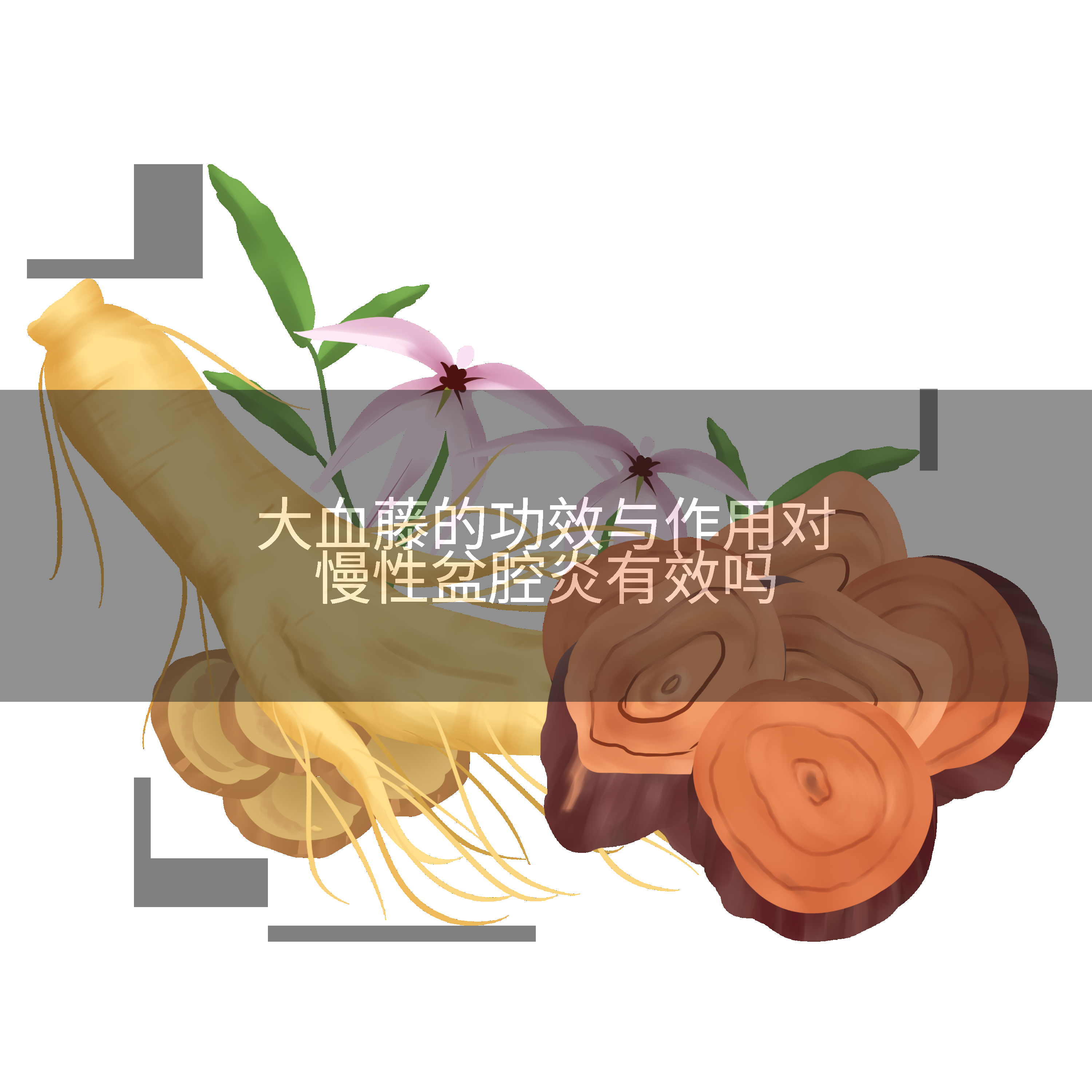 大血藤的功效与作用对慢性盆腔炎有效吗