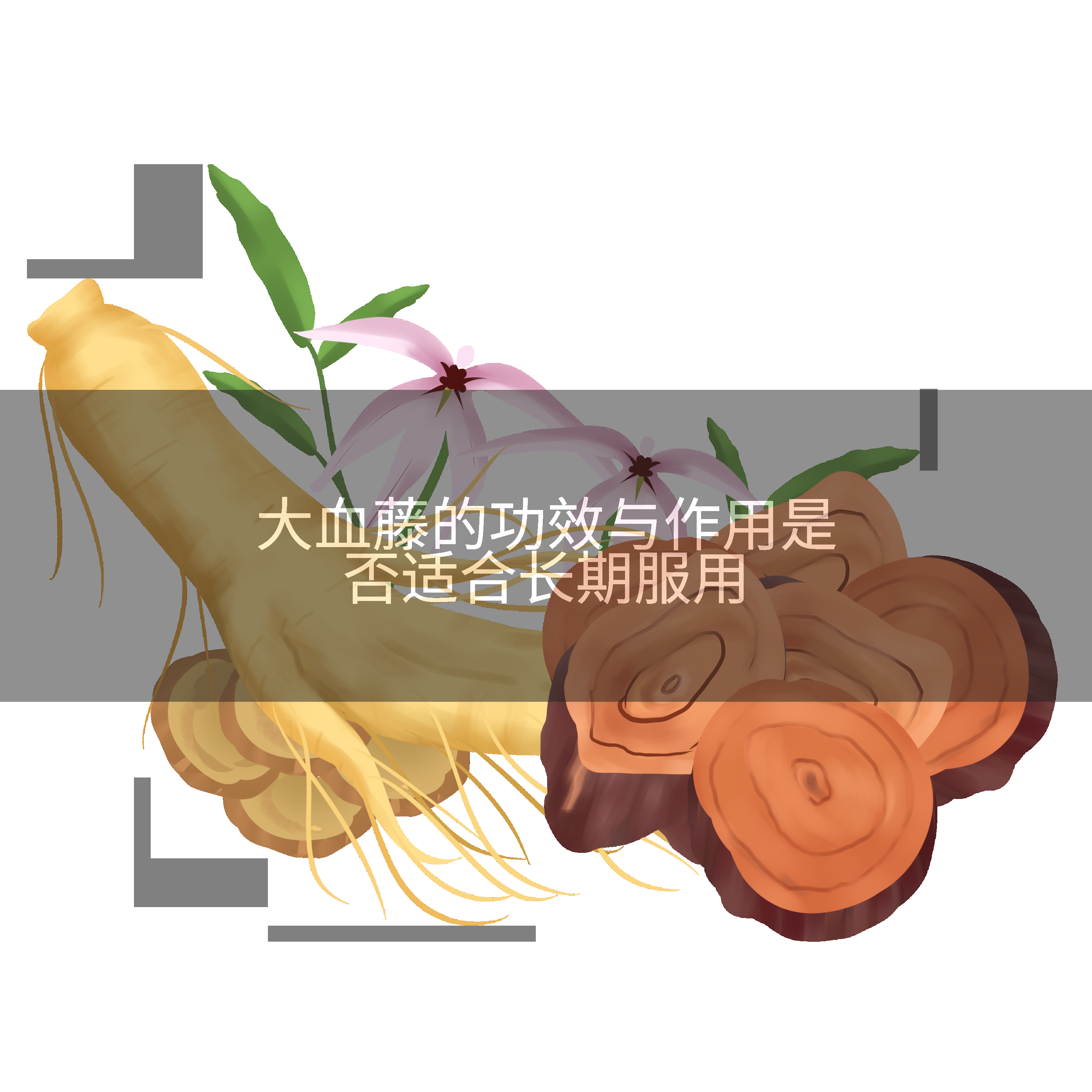 大血藤的功效与作用是否适合长期服用