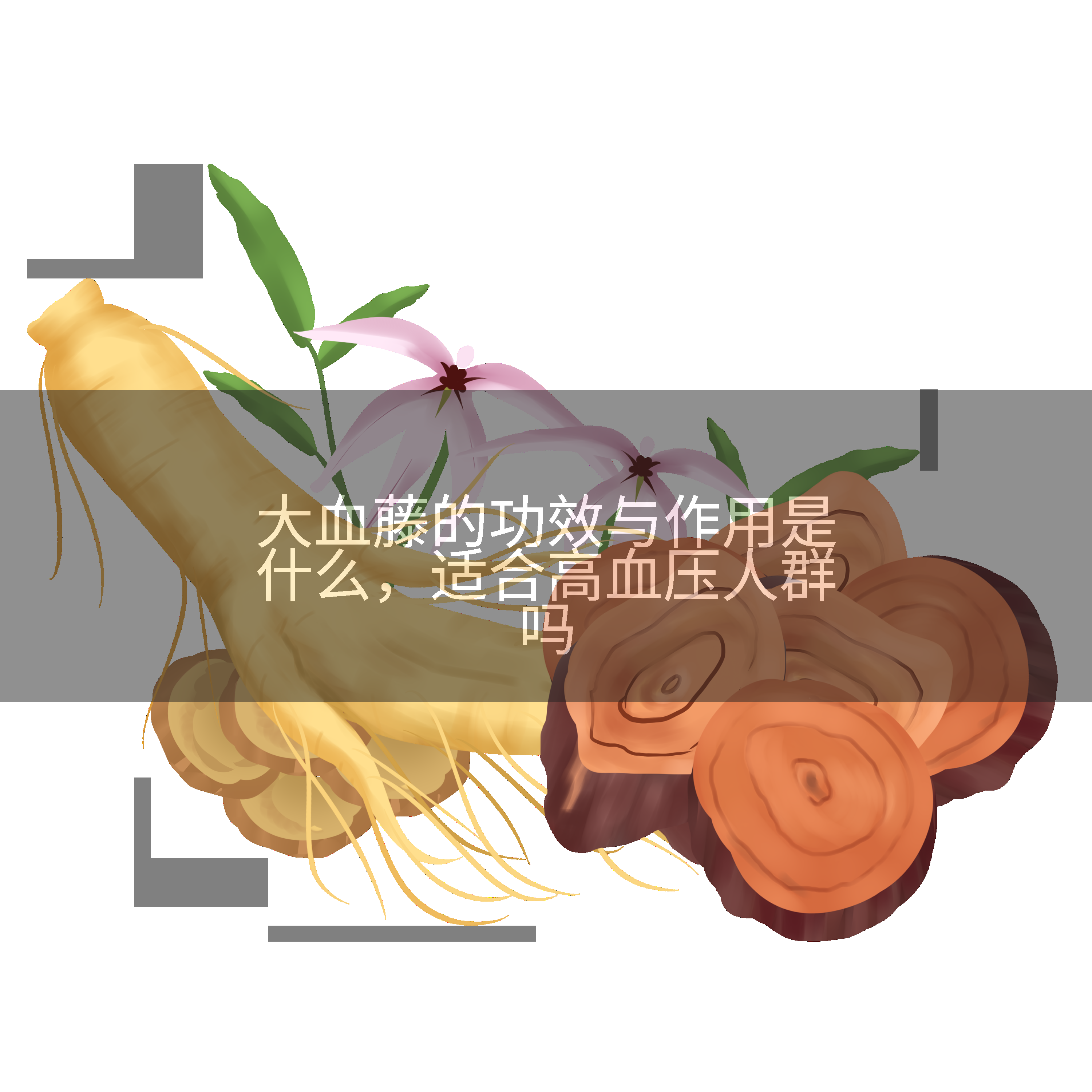 大血藤的功效与作用是什么，适合高血压人群吗