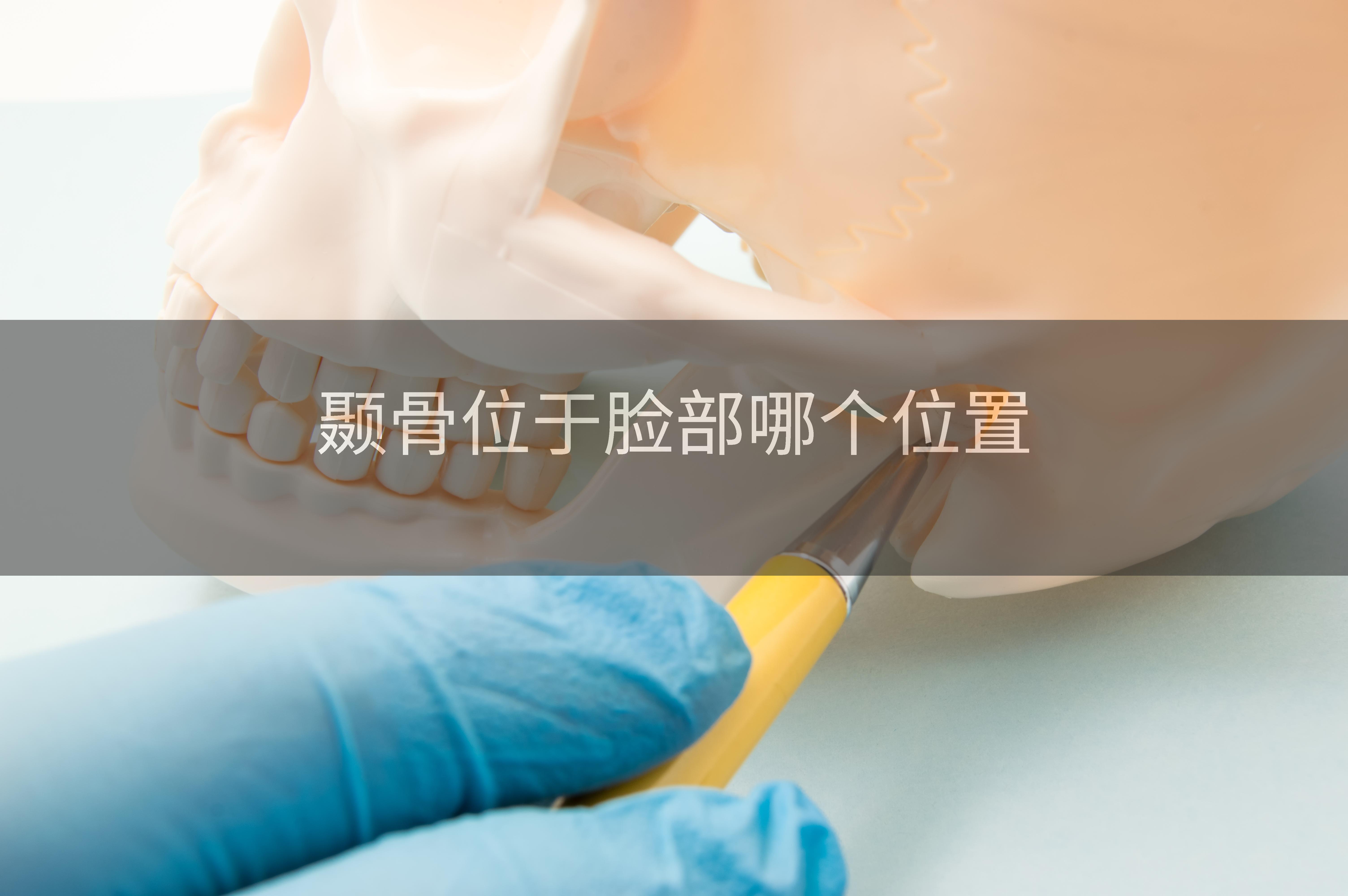 颞骨位于脸部哪个位置