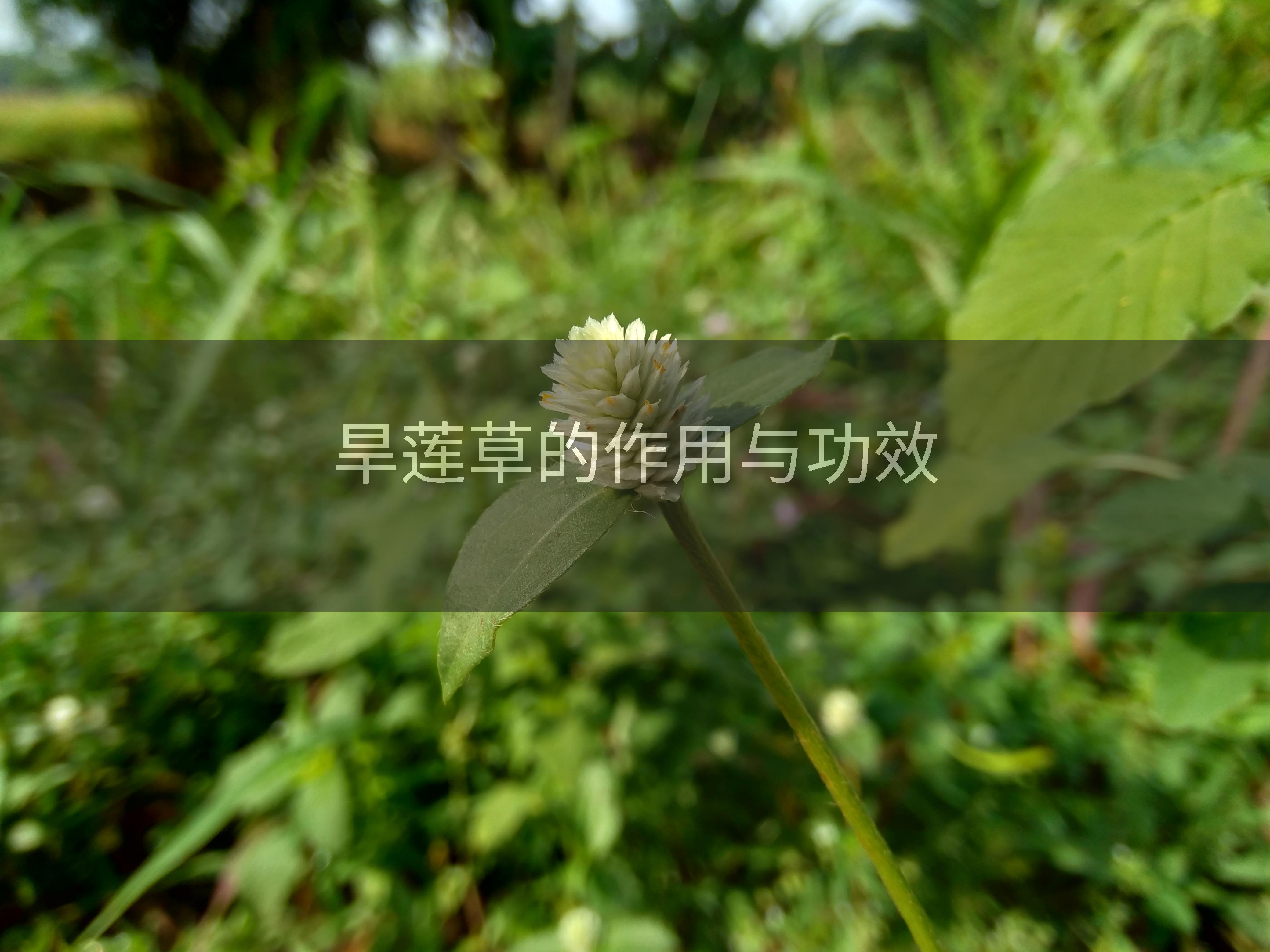 旱莲草的作用与功效