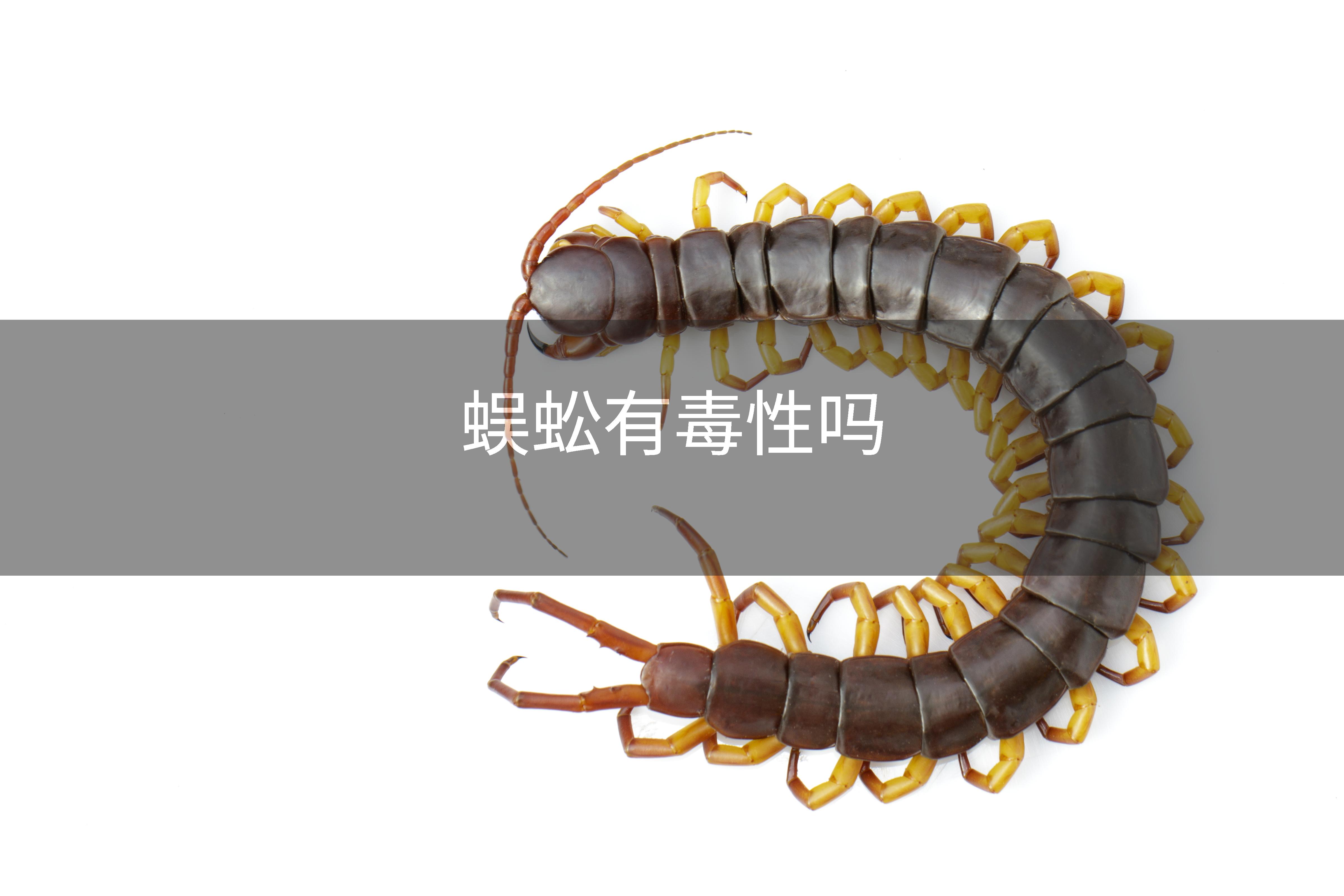 蜈蚣有毒性吗