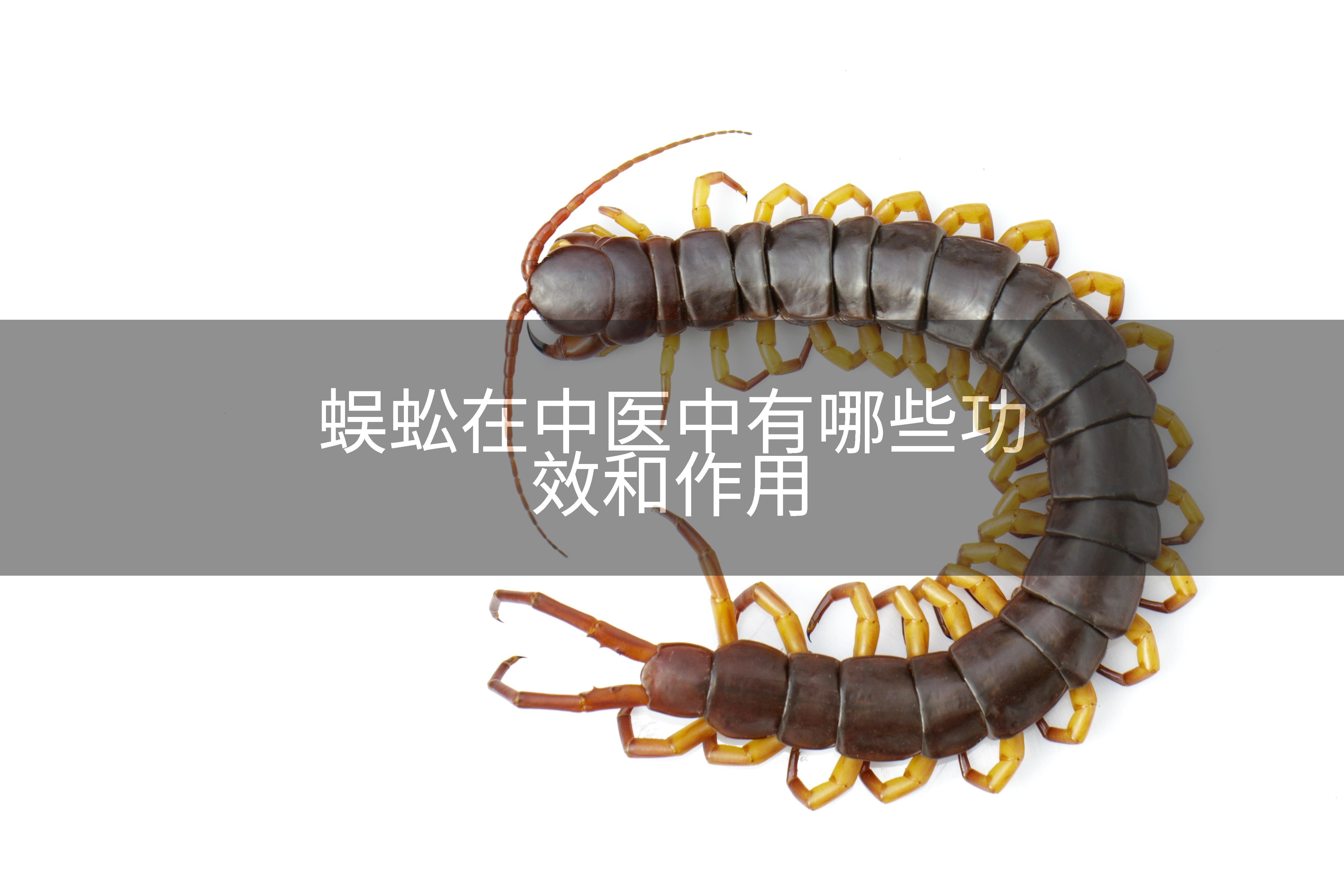 蜈蚣在中医中有哪些功效和作用