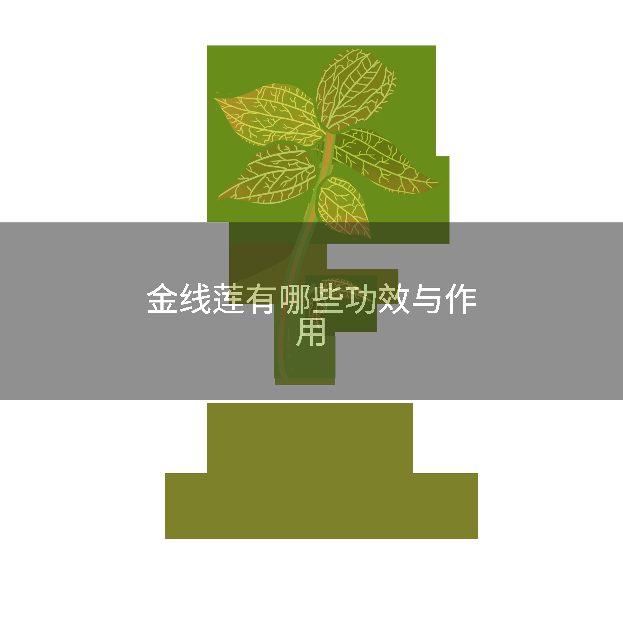 金线莲有哪些功效与作用