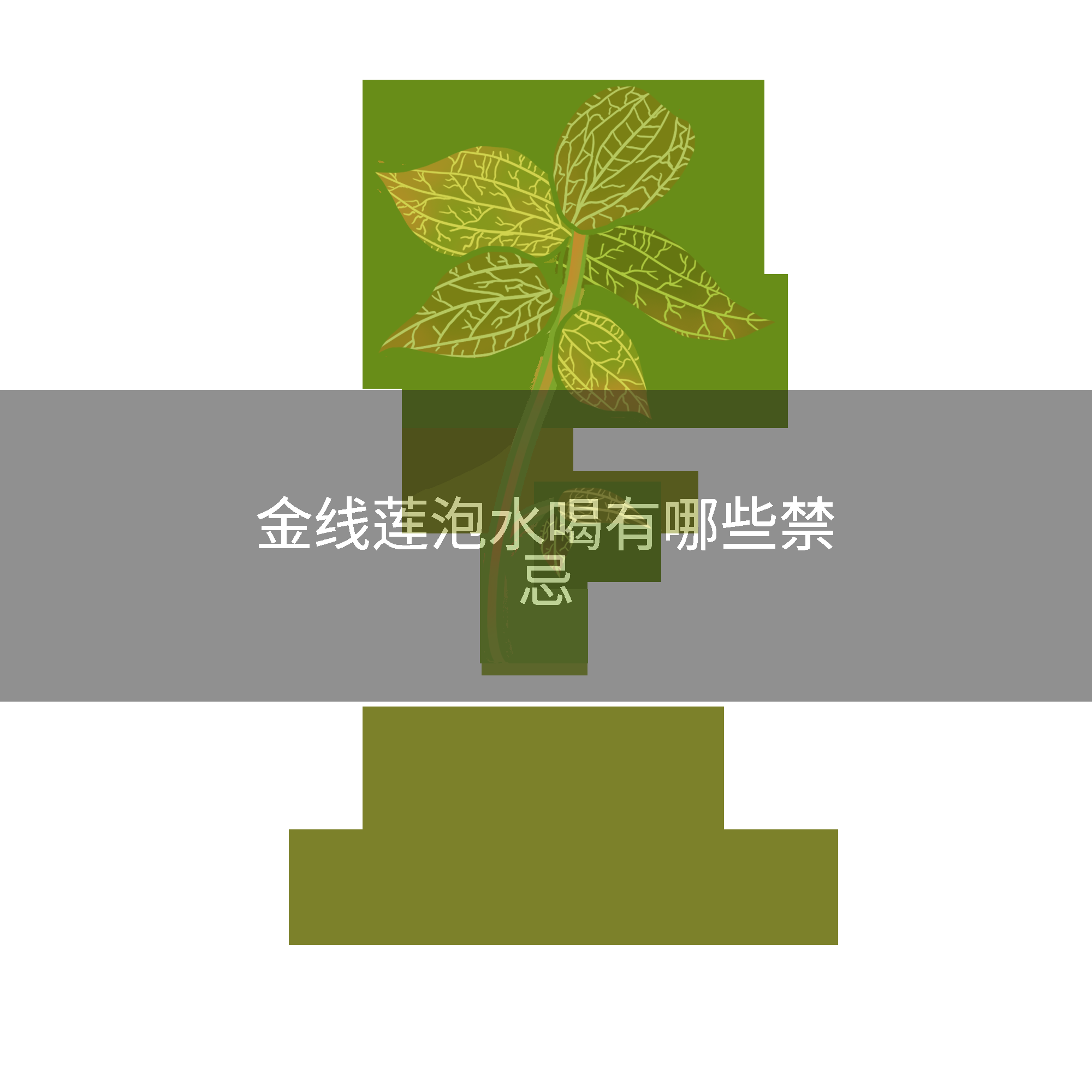 金线莲泡水喝有哪些禁忌