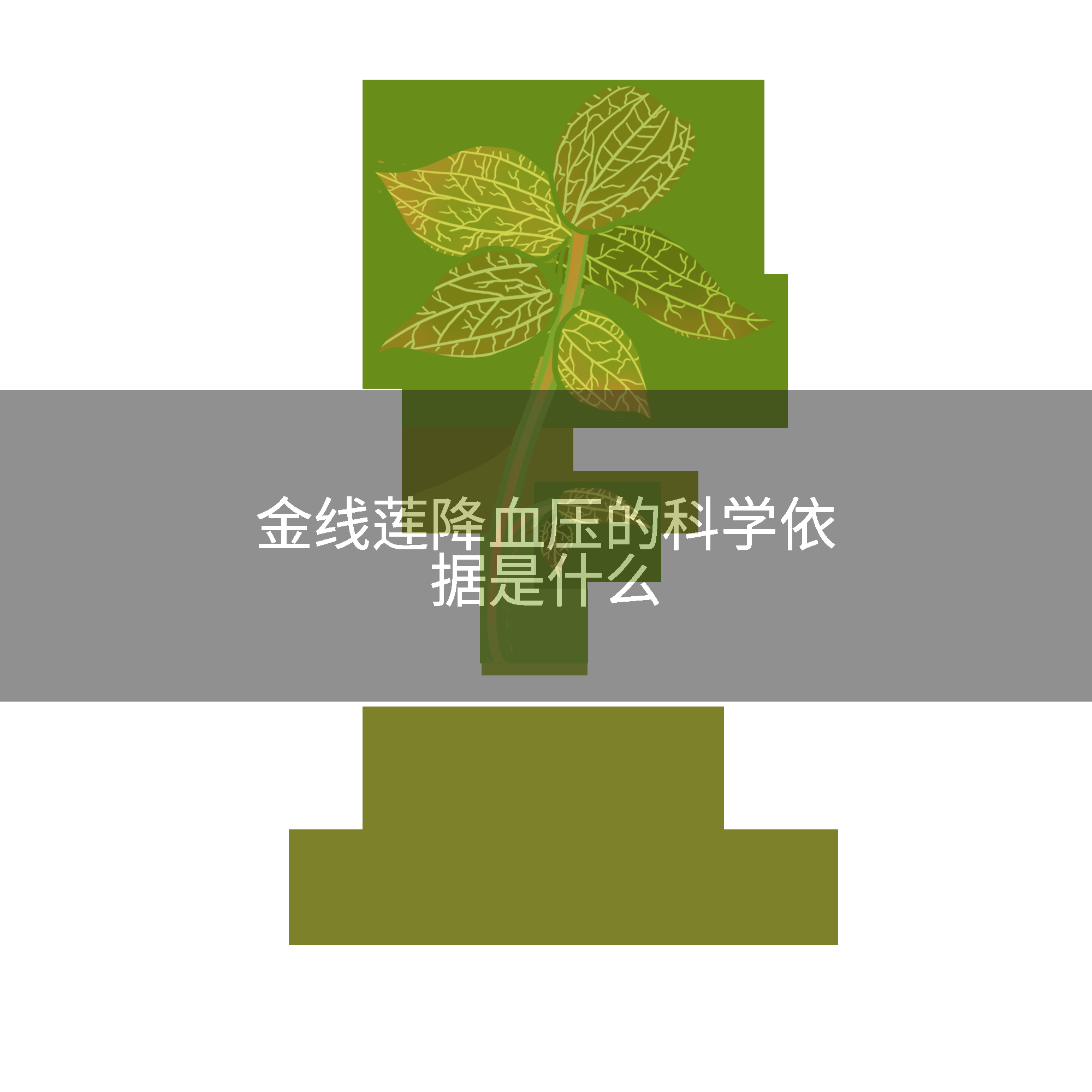金线莲降血压的科学依据是什么