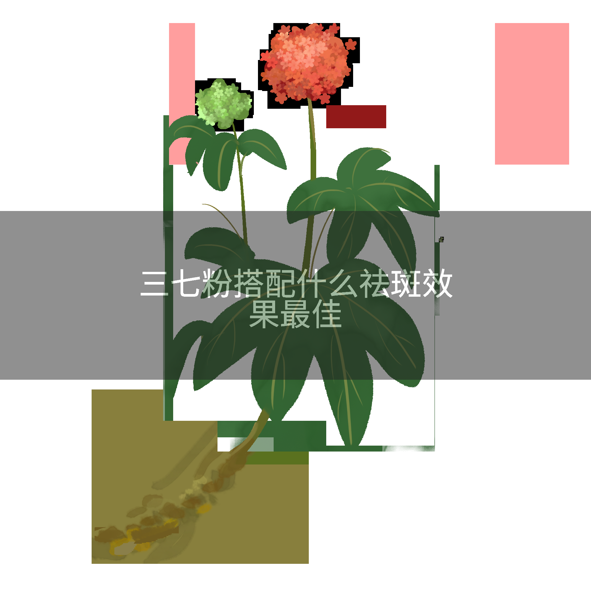 三七粉搭配什么祛斑效果最佳