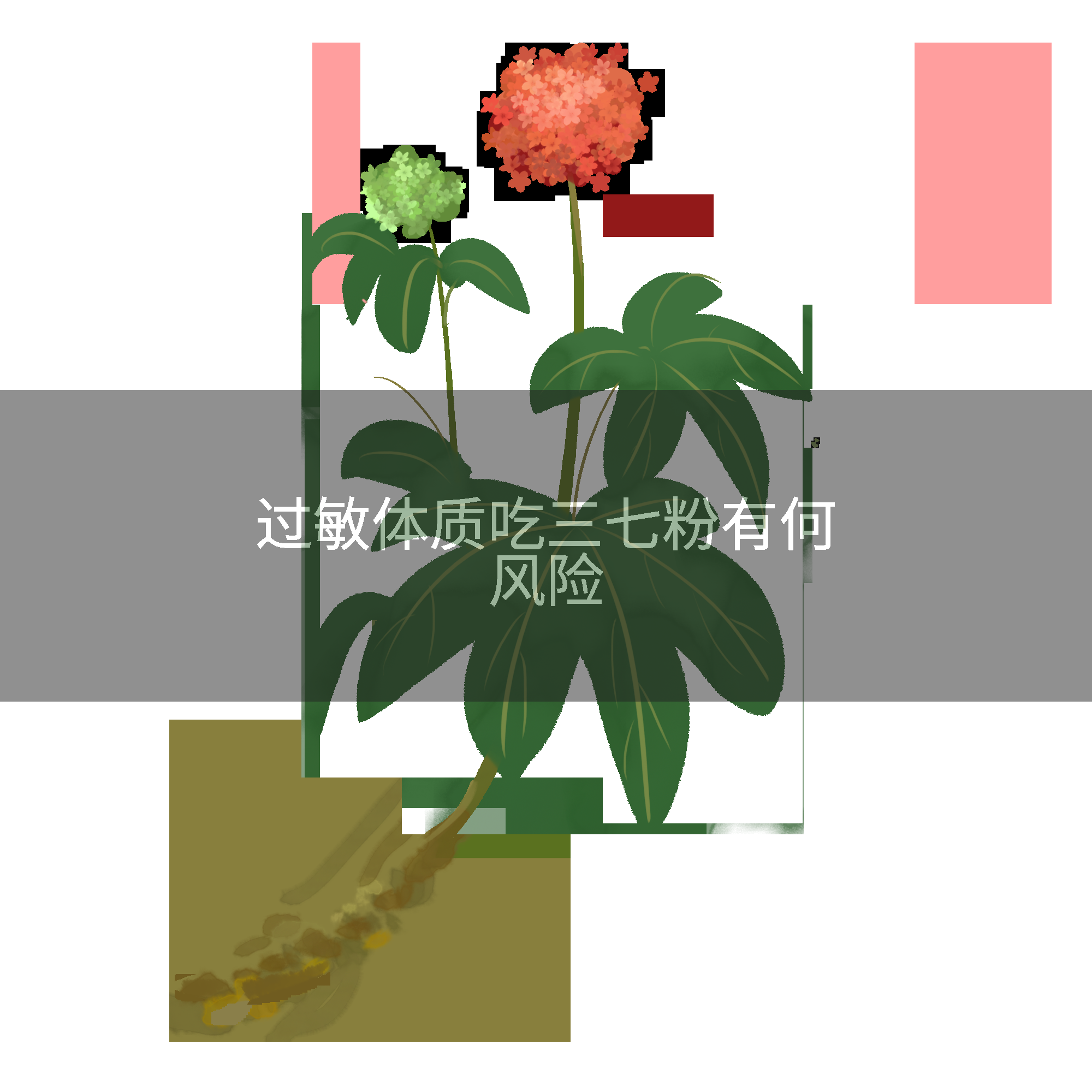 过敏体质吃三七粉有何风险