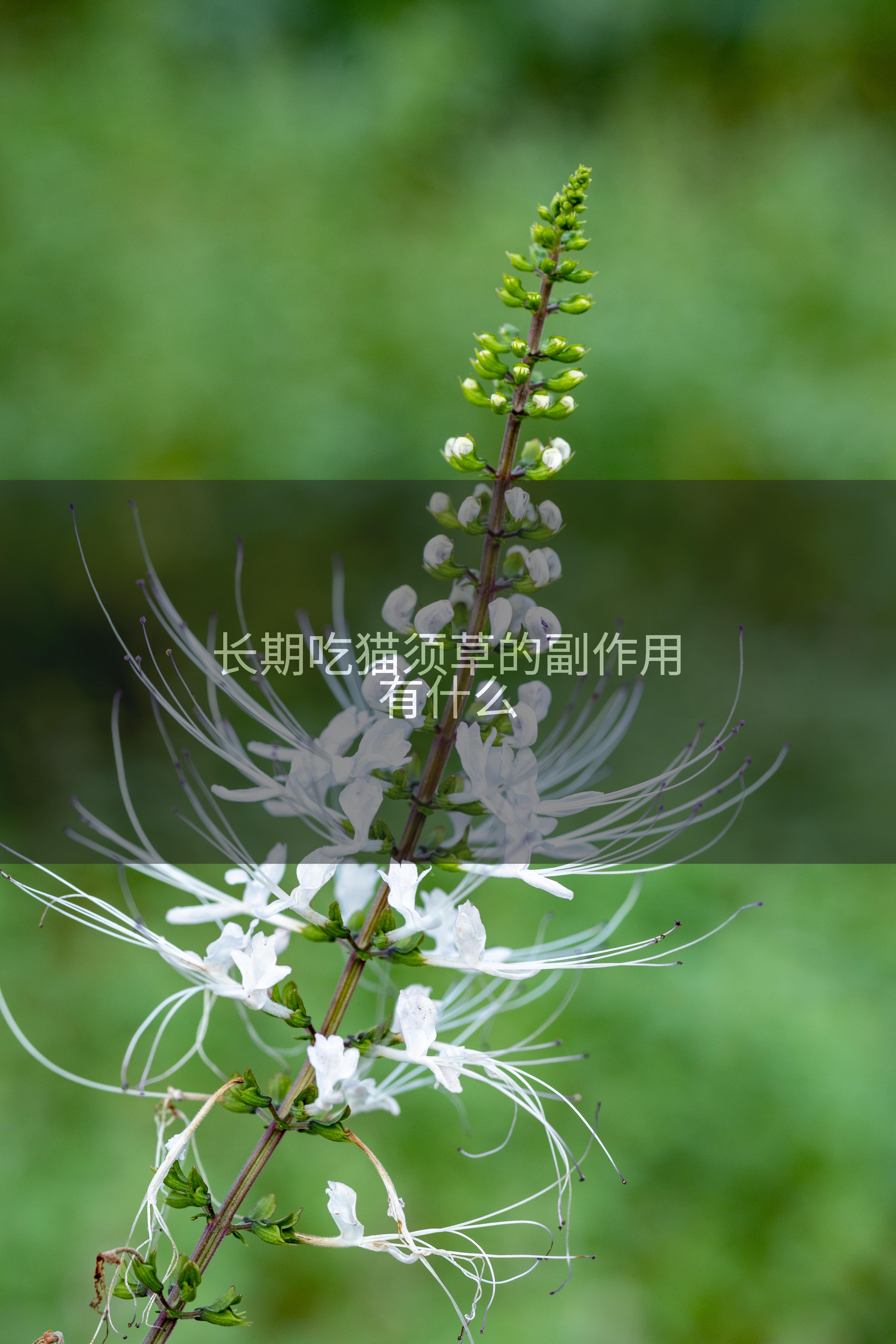 长期吃猫须草的副作用有什么
