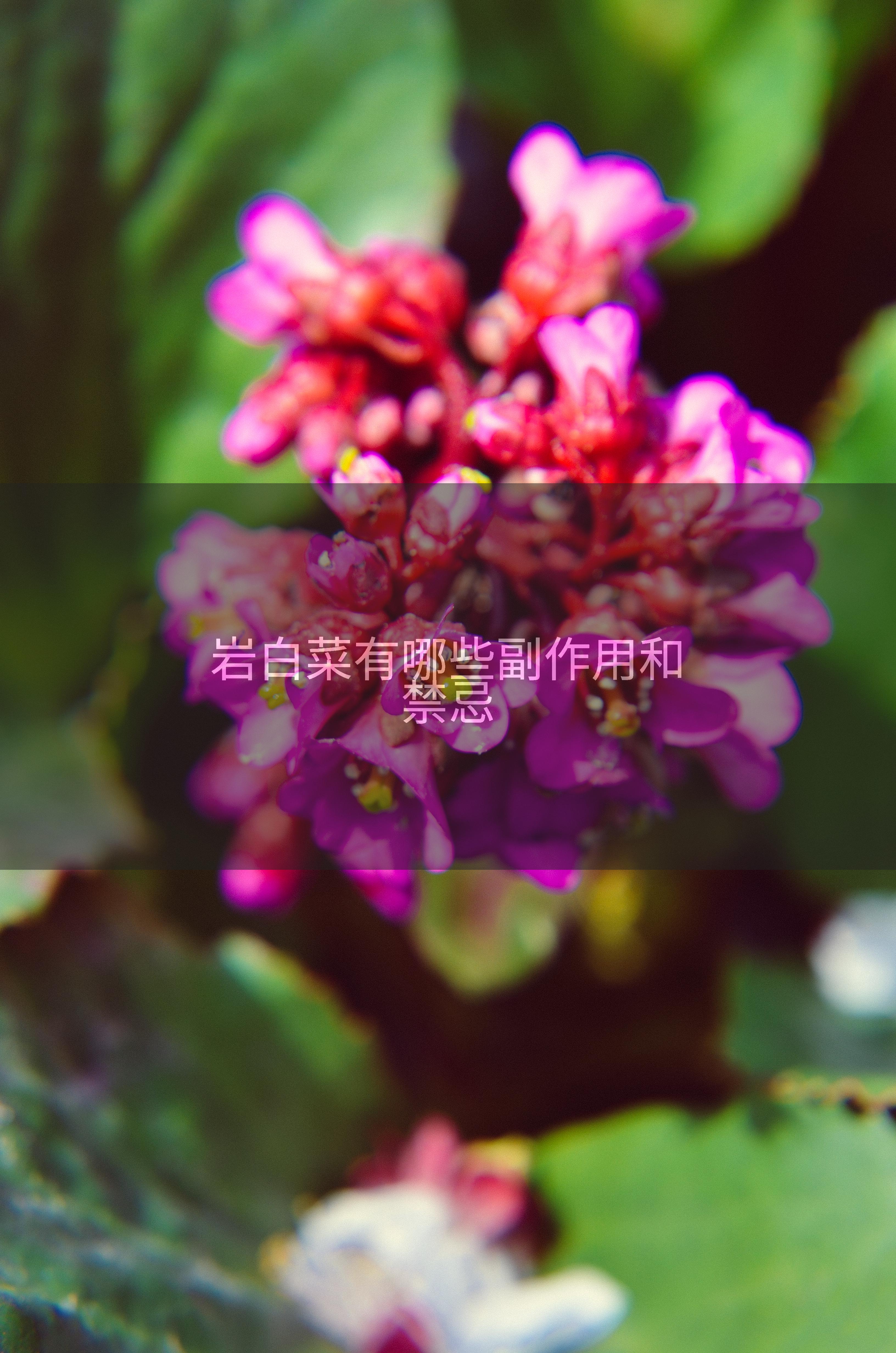 岩白菜有哪些副作用和禁忌