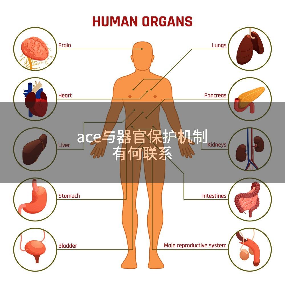 ace与器官保护机制有何联系