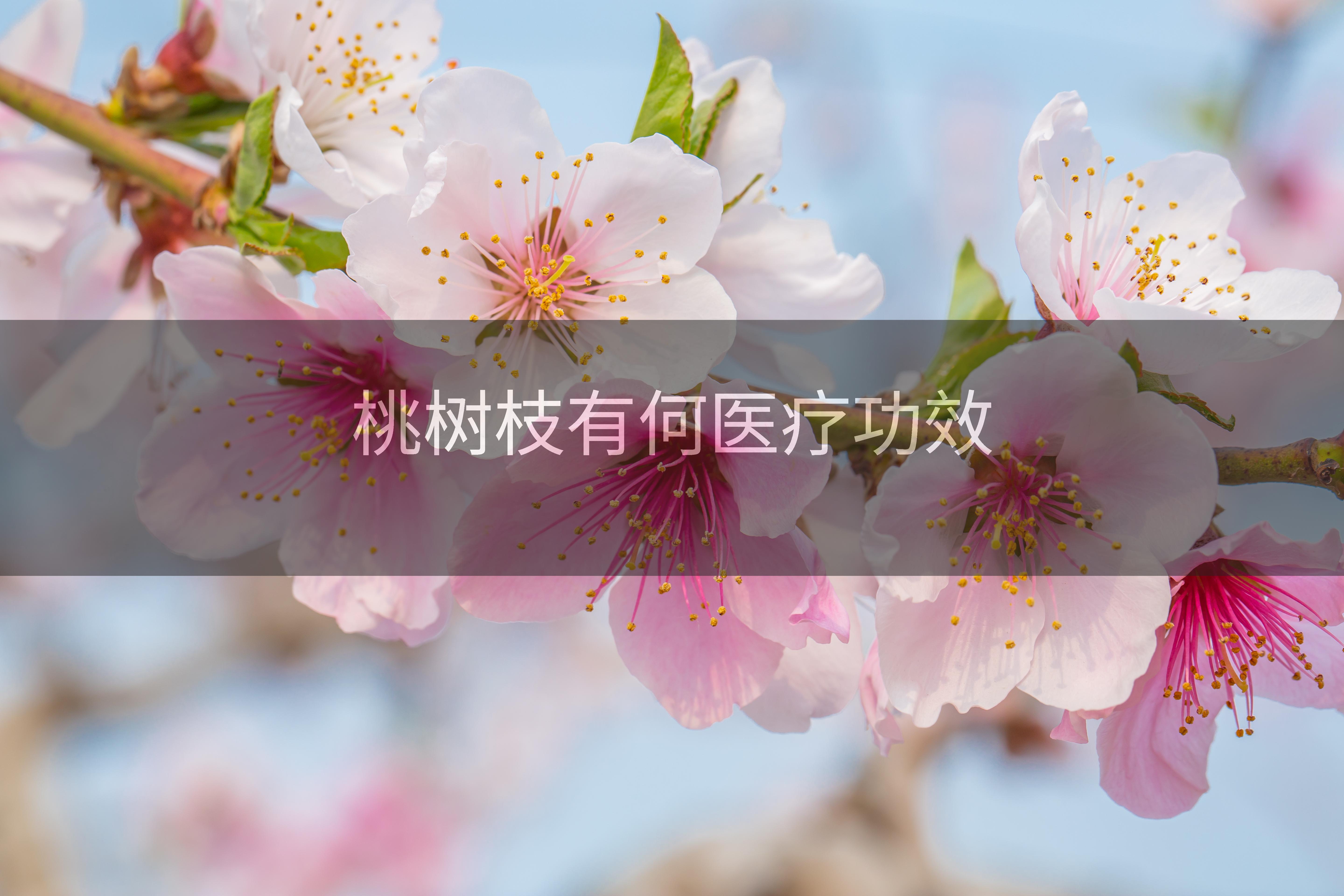 桃树枝有何医疗功效