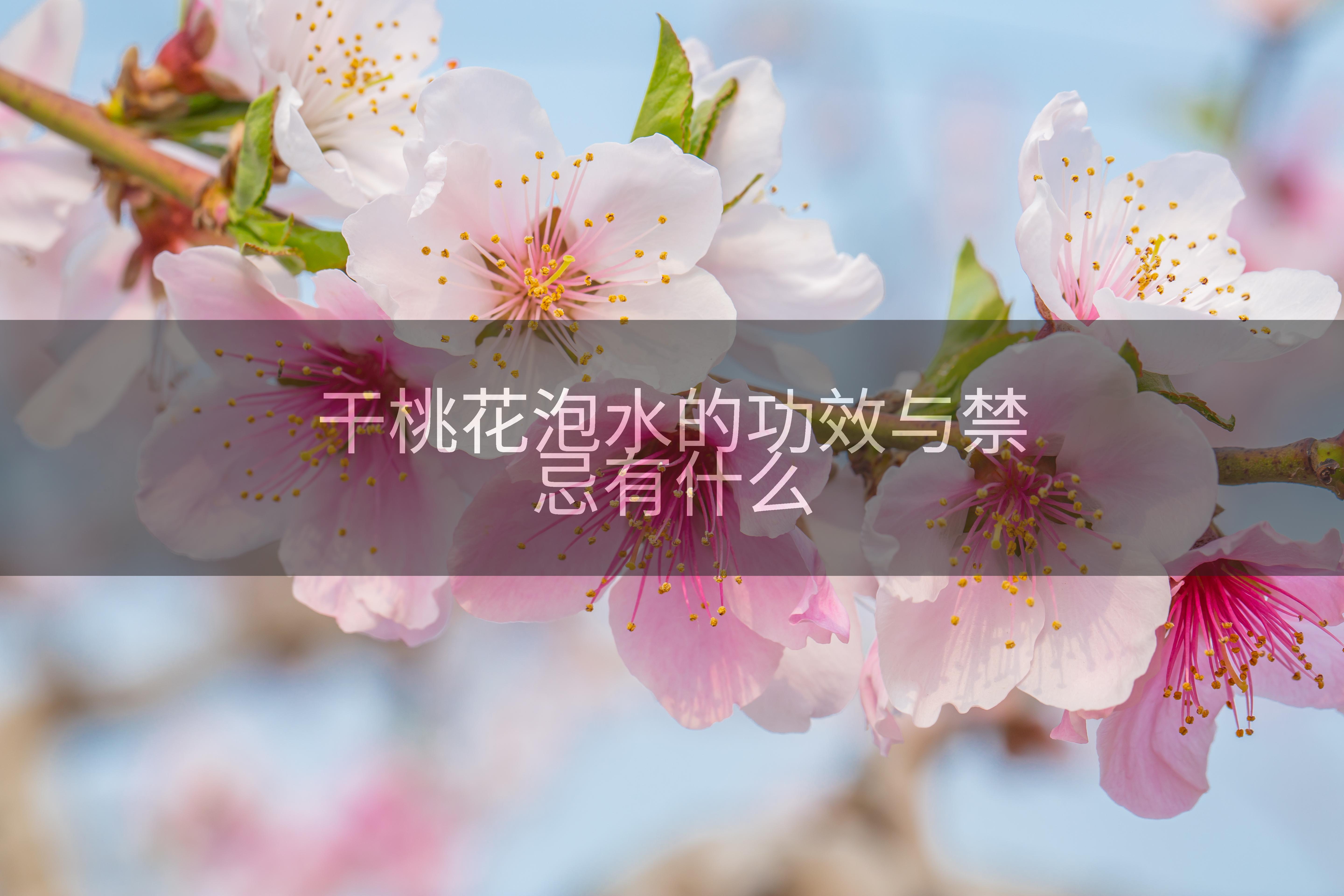 干桃花泡水的功效与禁忌有什么