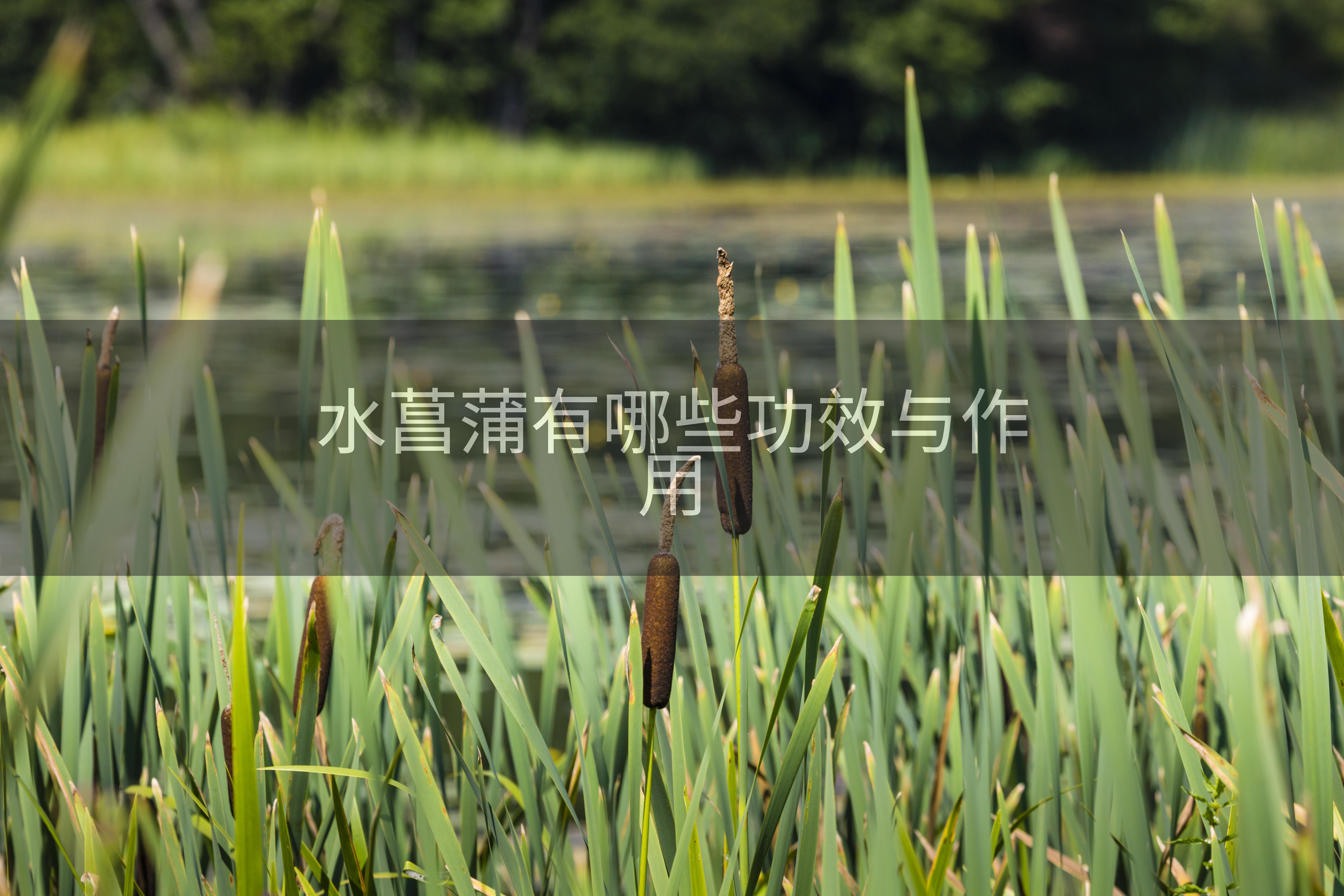 水菖蒲有哪些功效与作用
