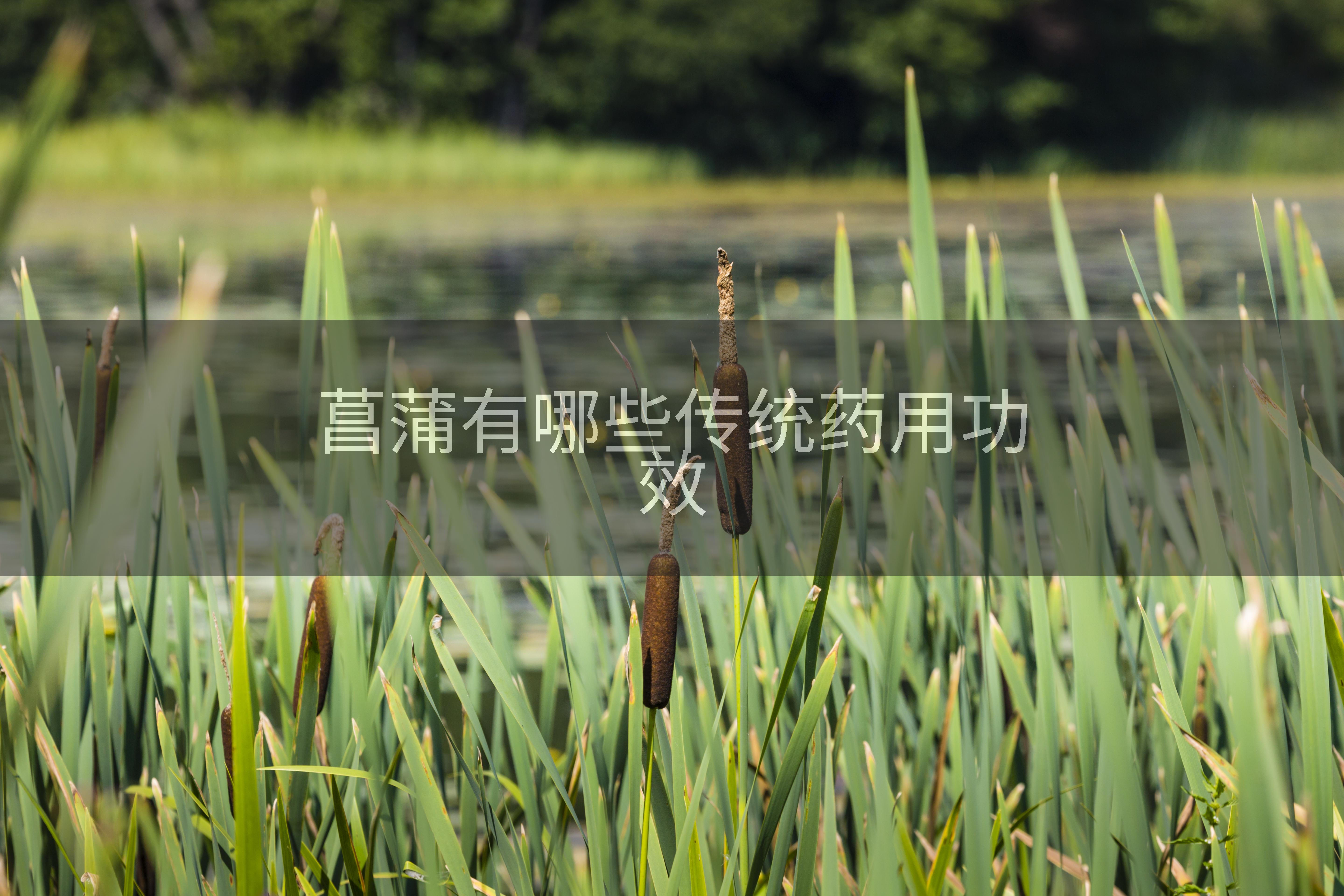 菖蒲有哪些传统药用功效