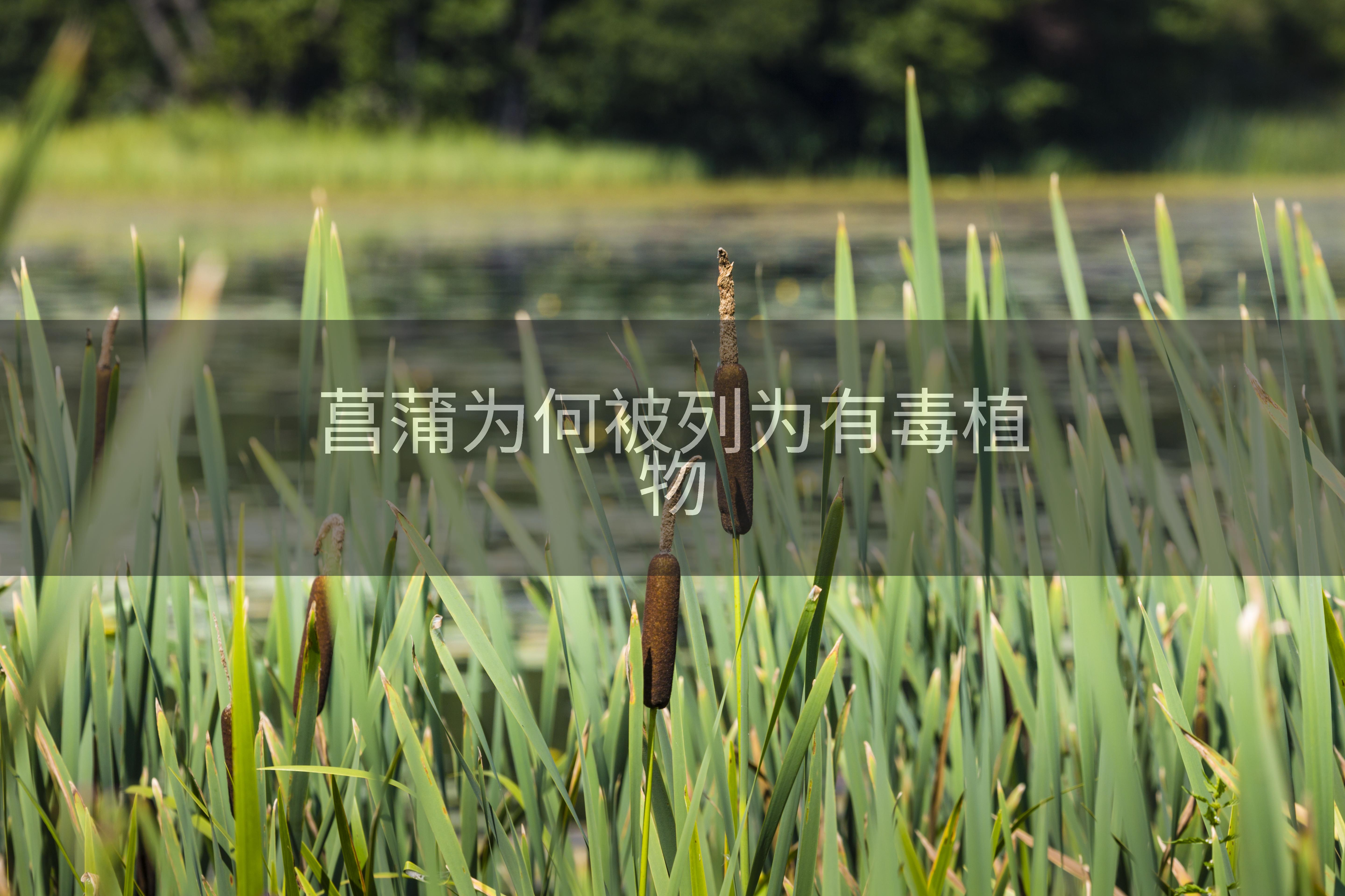 菖蒲为何被列为有毒植物