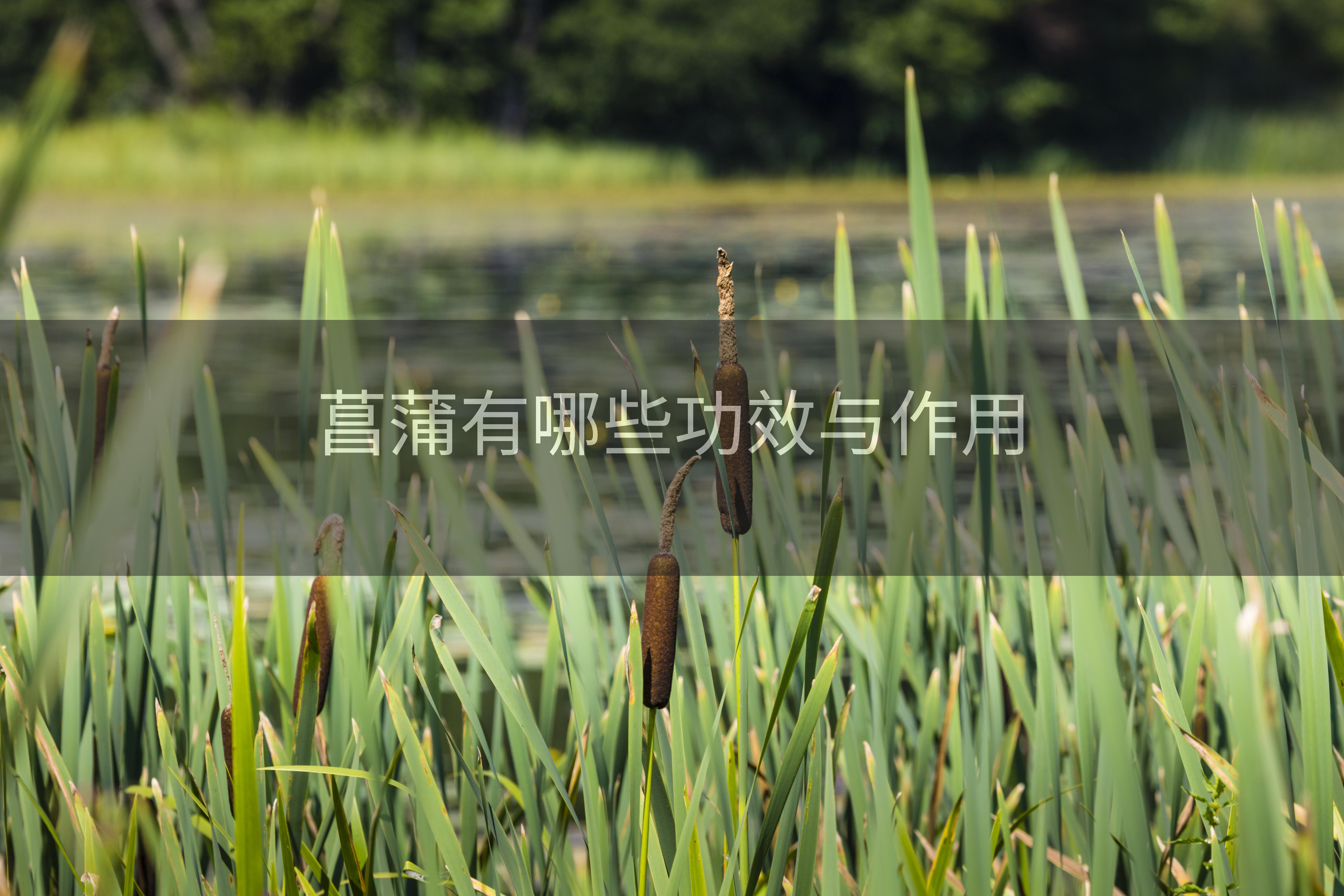 菖蒲有哪些功效与作用