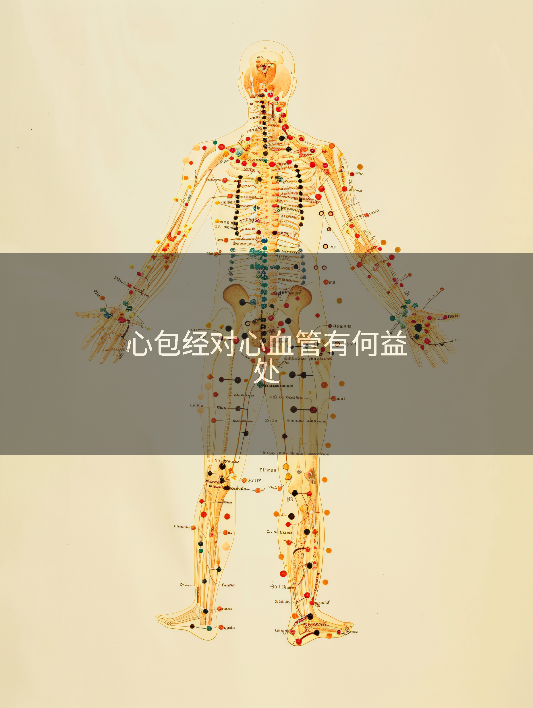 心包经对心血管有何益处