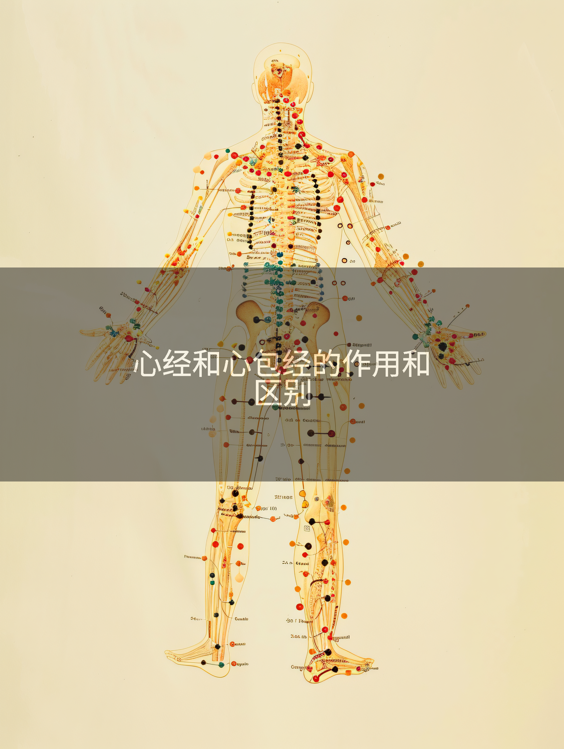 心经和心包经的作用和区别
