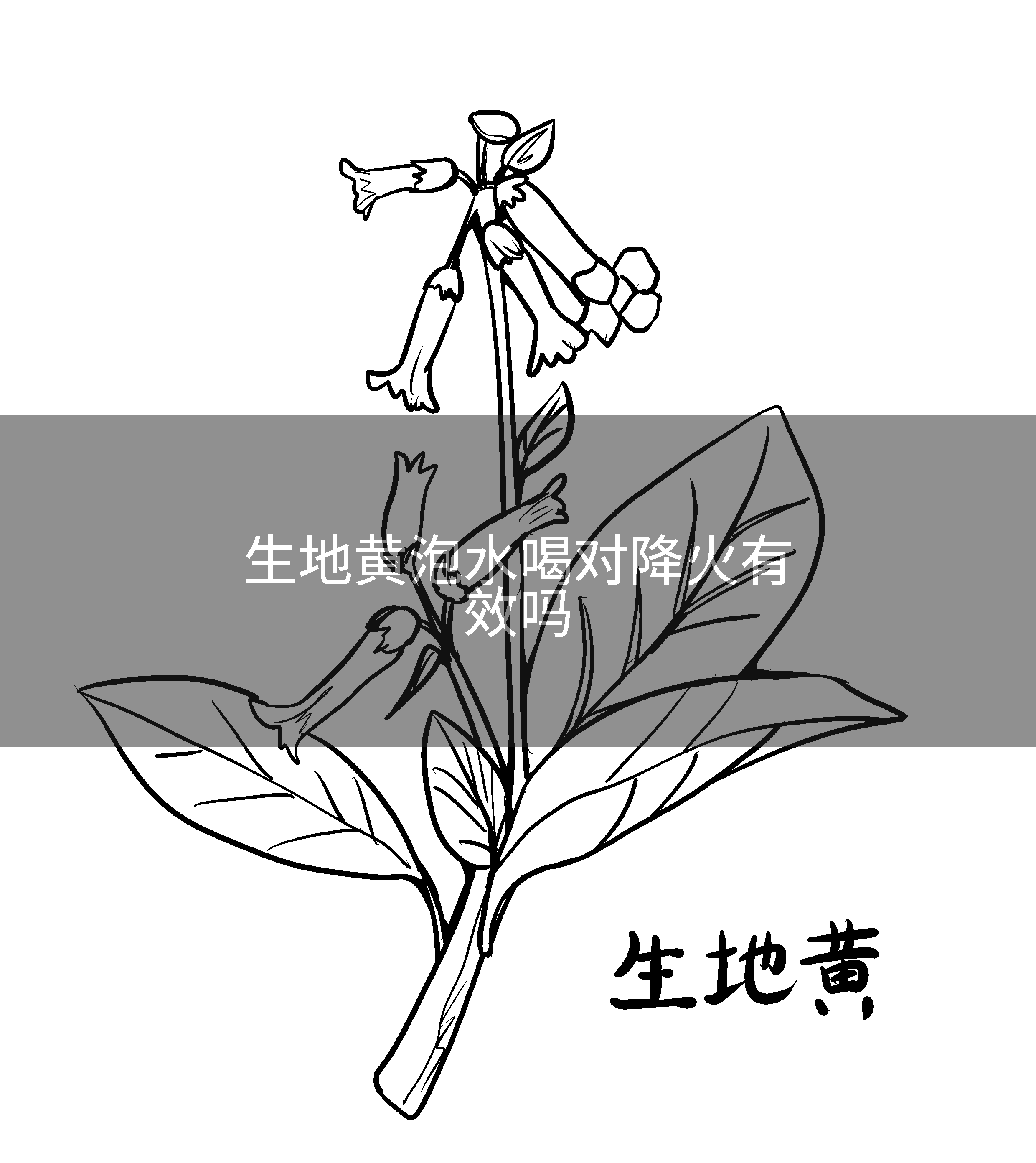 生地黄泡水喝对降火有效吗