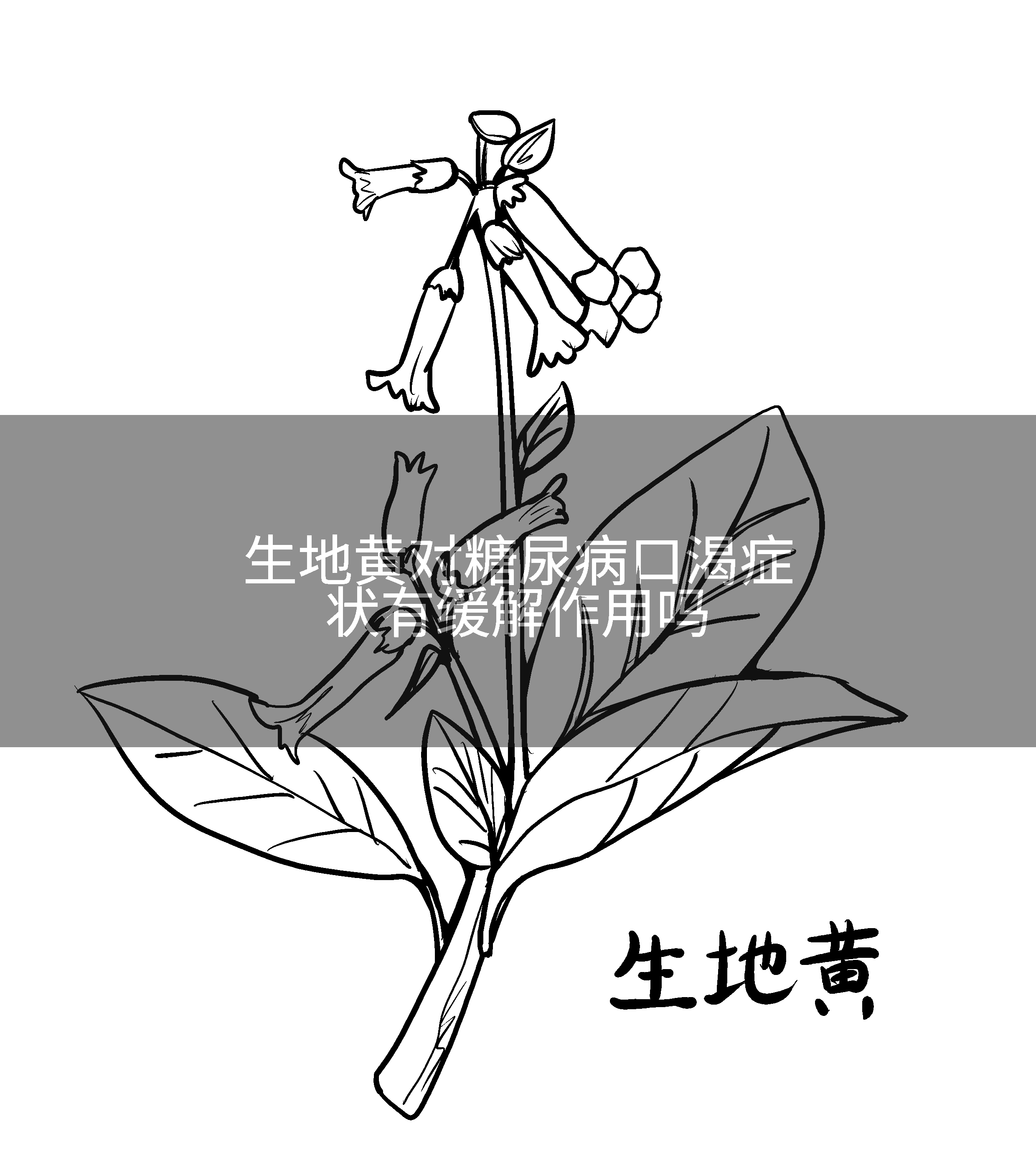 生地黄对糖尿病口渴症状有缓解作用吗