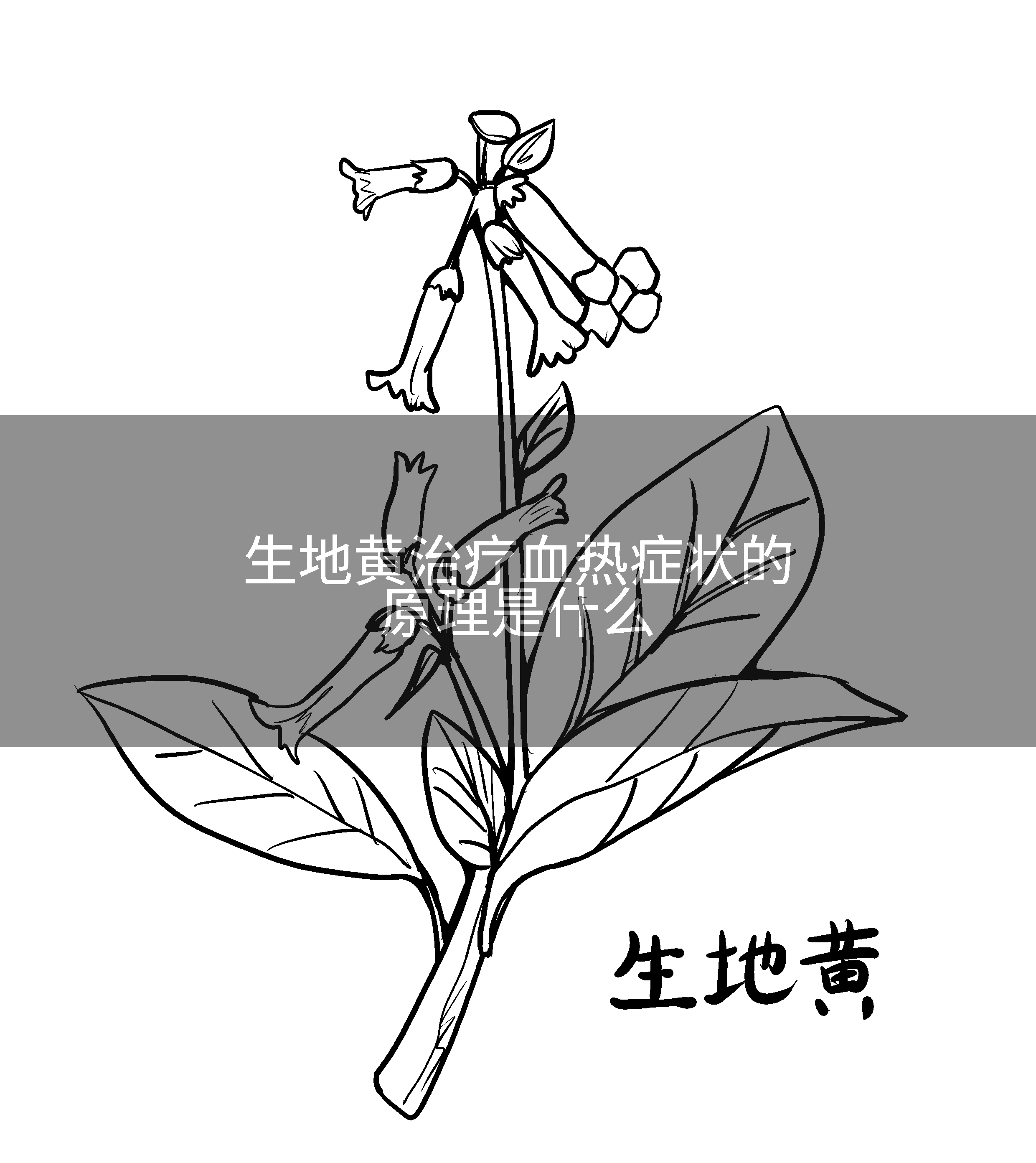 生地黄治疗血热症状的原理是什么
