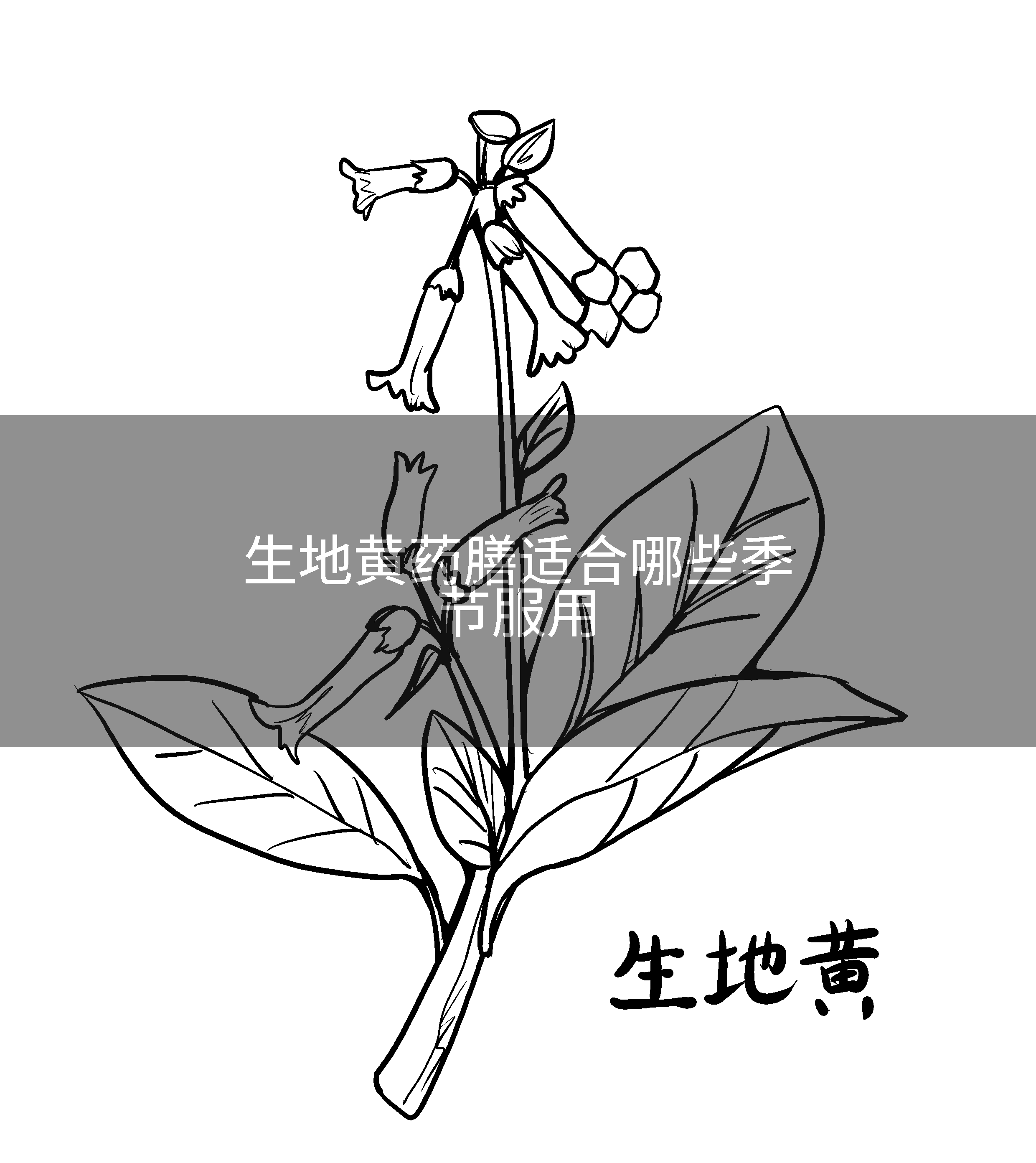生地黄药膳适合哪些季节服用