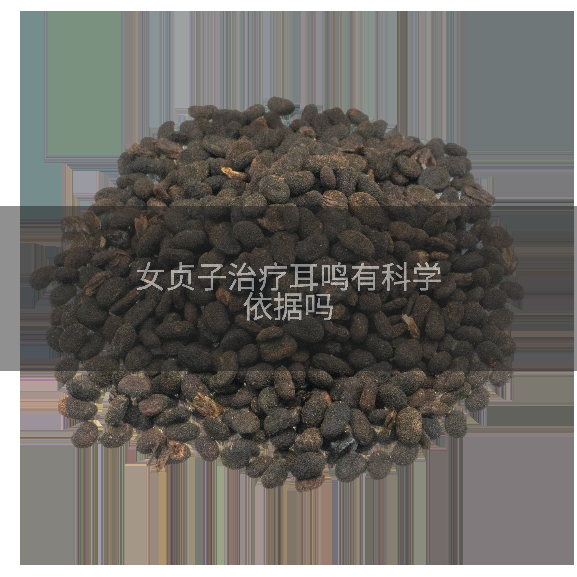 女贞子治疗耳鸣有科学依据吗