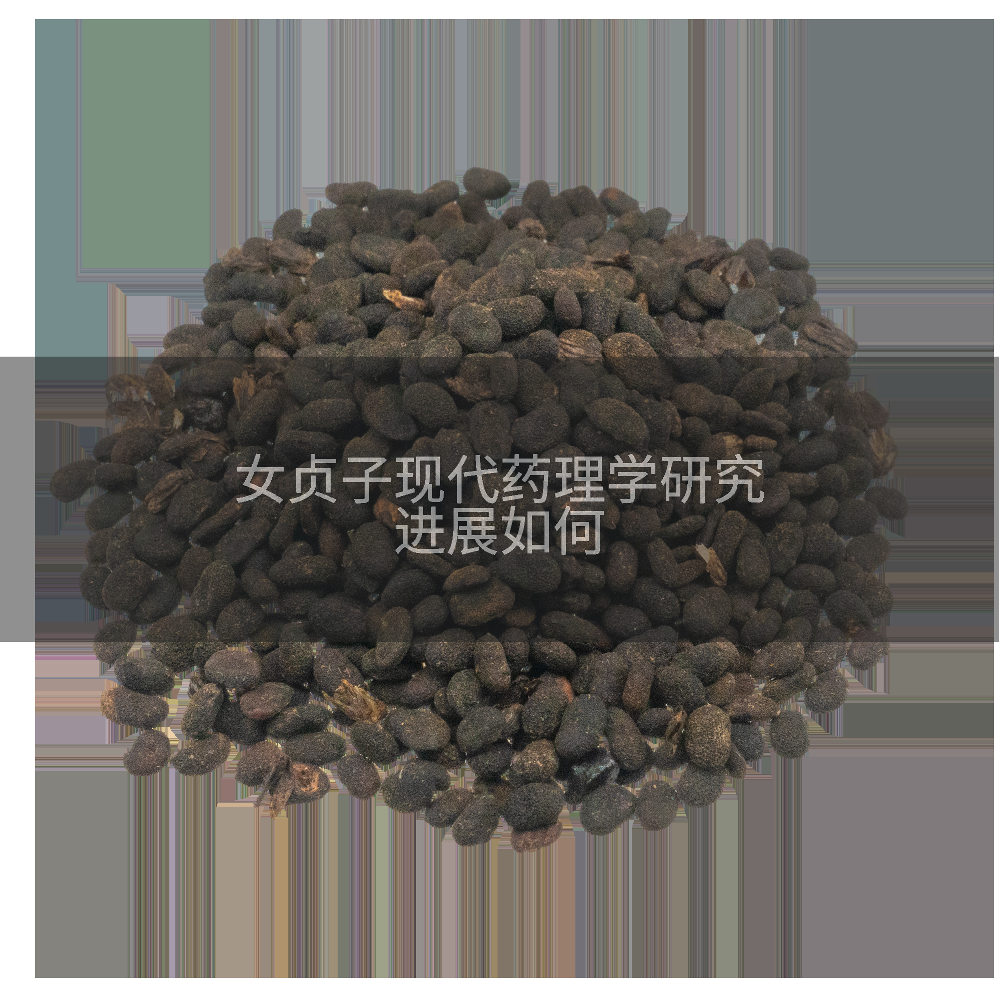 女贞子现代药理学研究进展如何