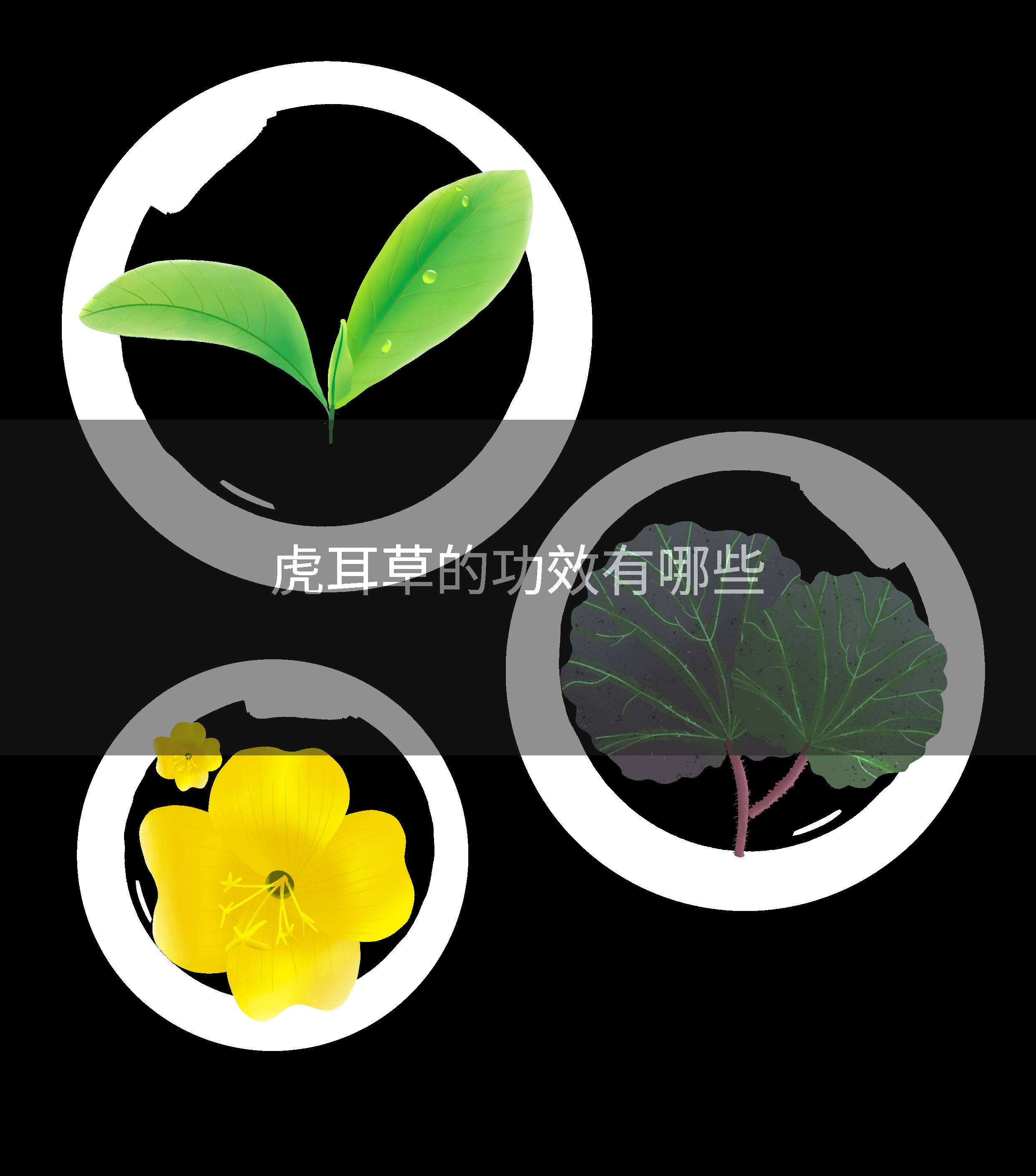 虎耳草的功效有哪些