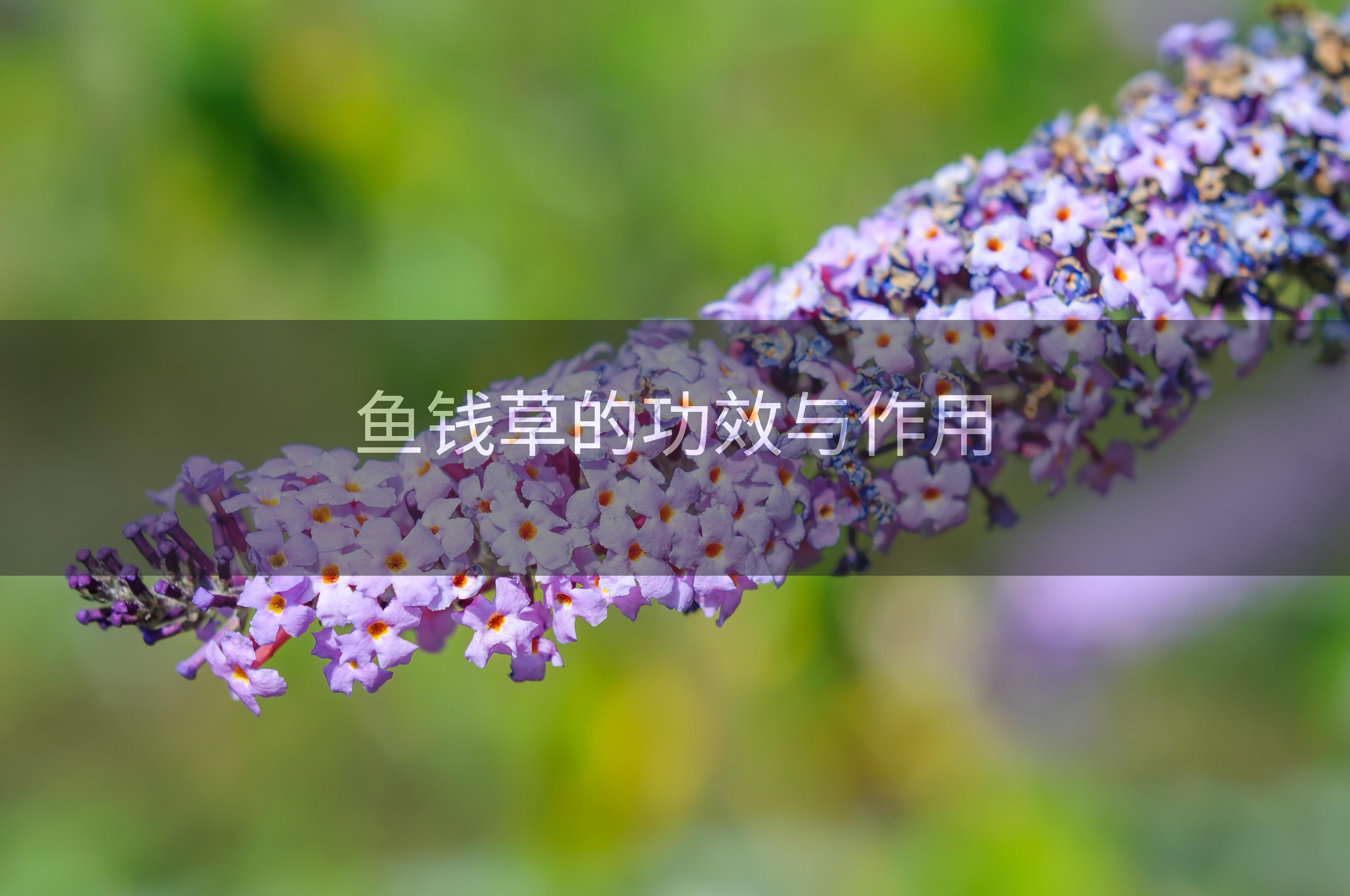 鱼钱草的功效与作用