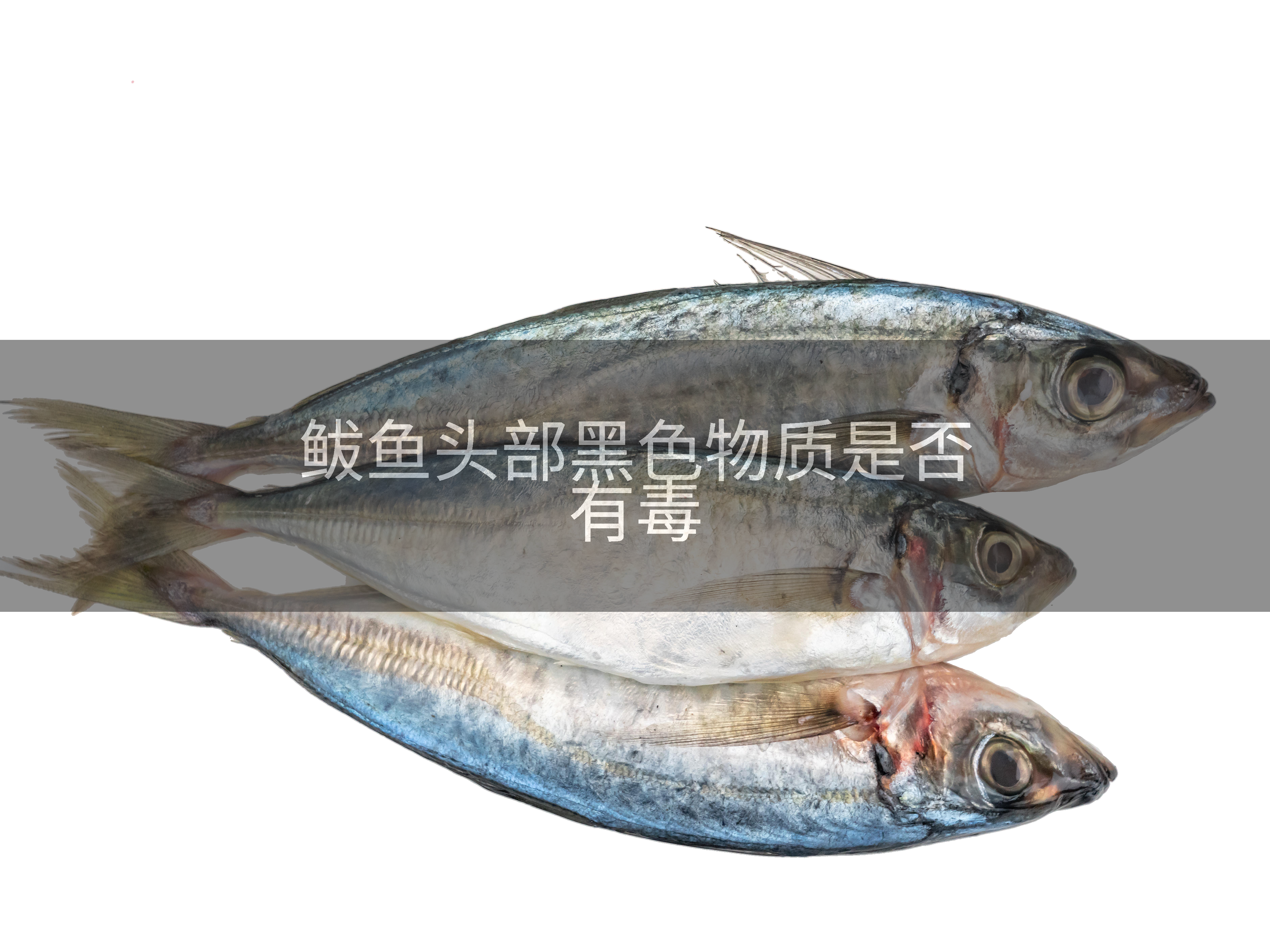 鲅鱼头部黑色物质是否有毒