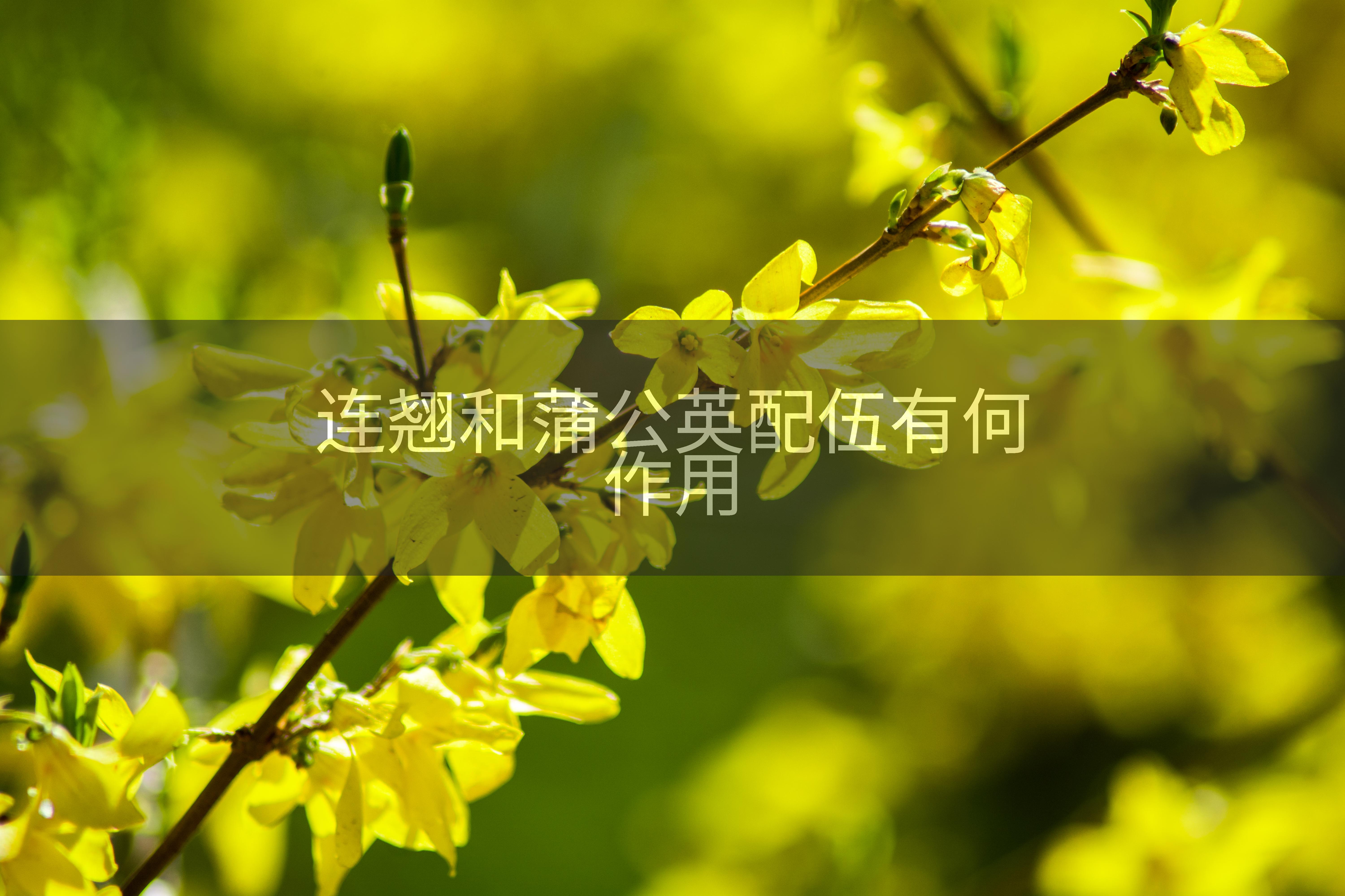 连翘和蒲公英配伍有何作用