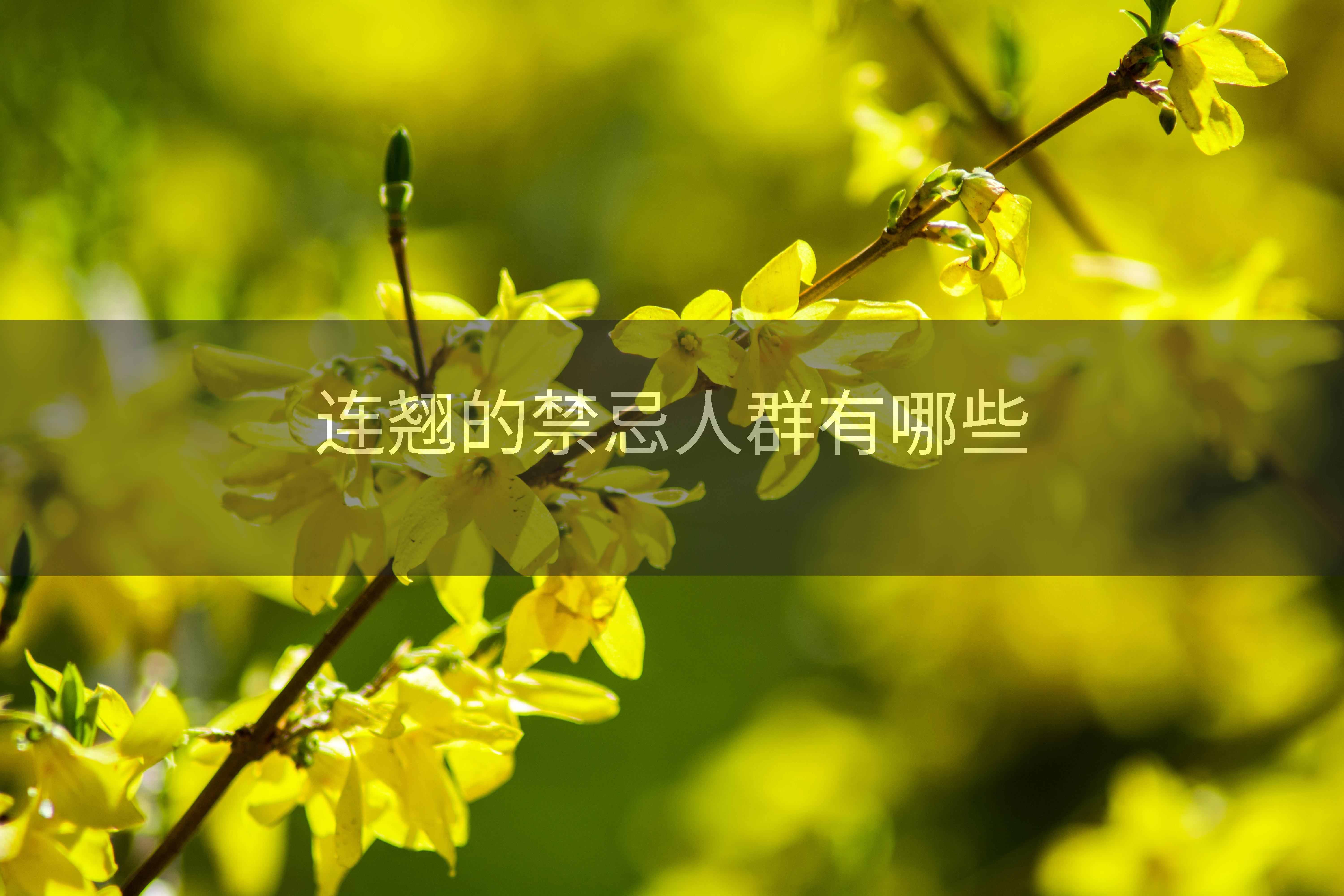 连翘的禁忌人群有哪些