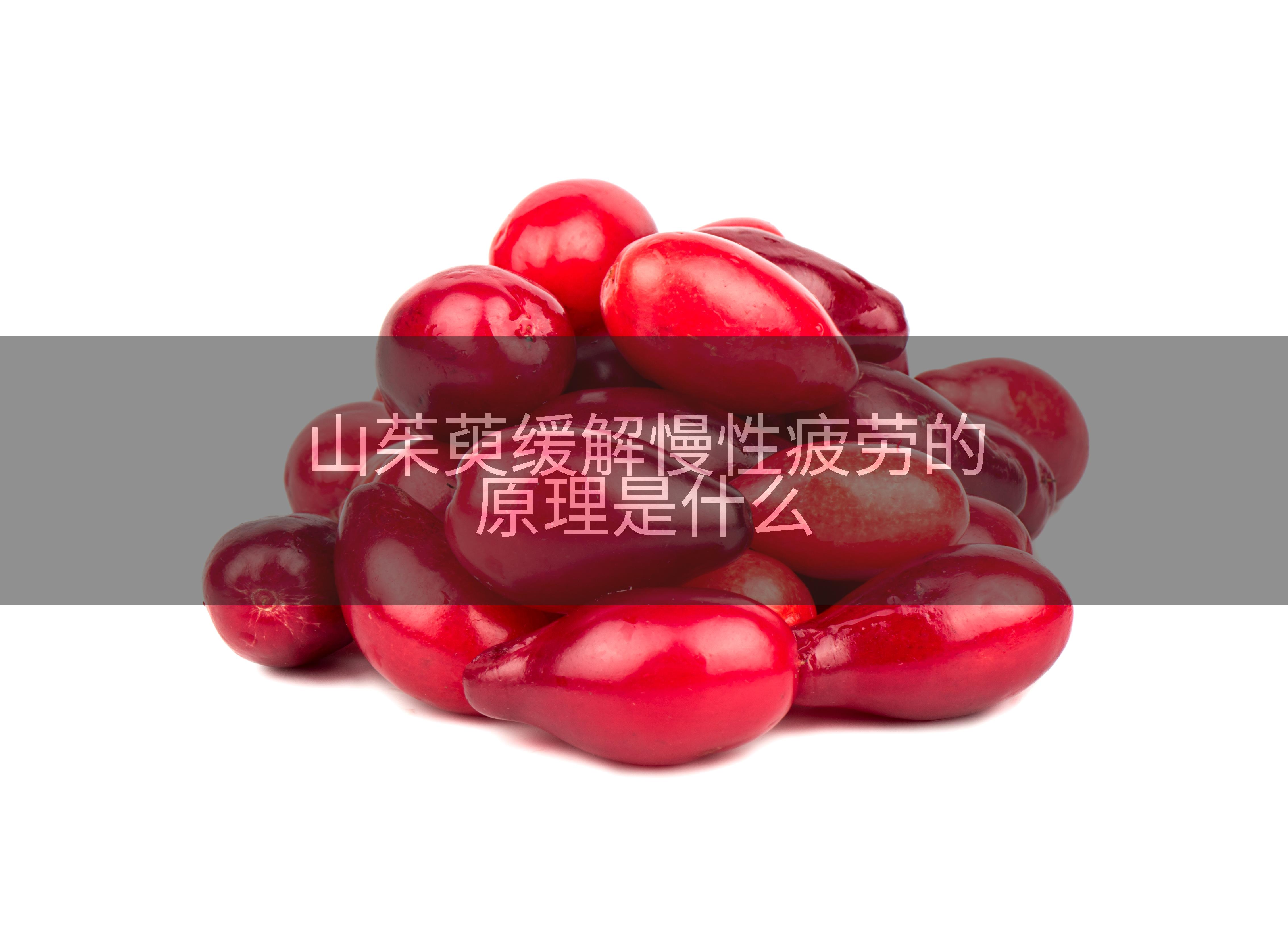 山茱萸缓解慢性疲劳的原理是什么