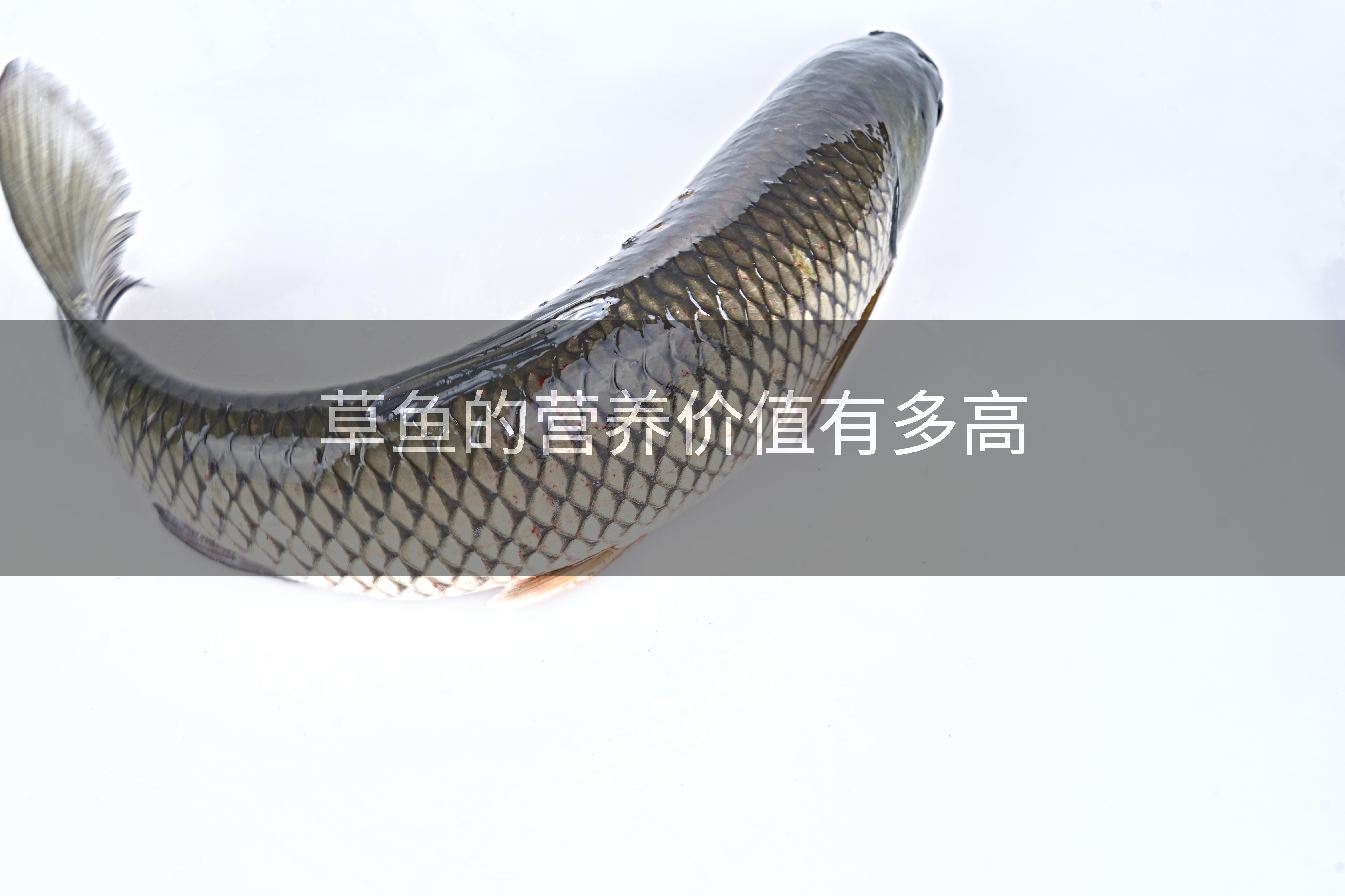 草鱼的营养价值有多高