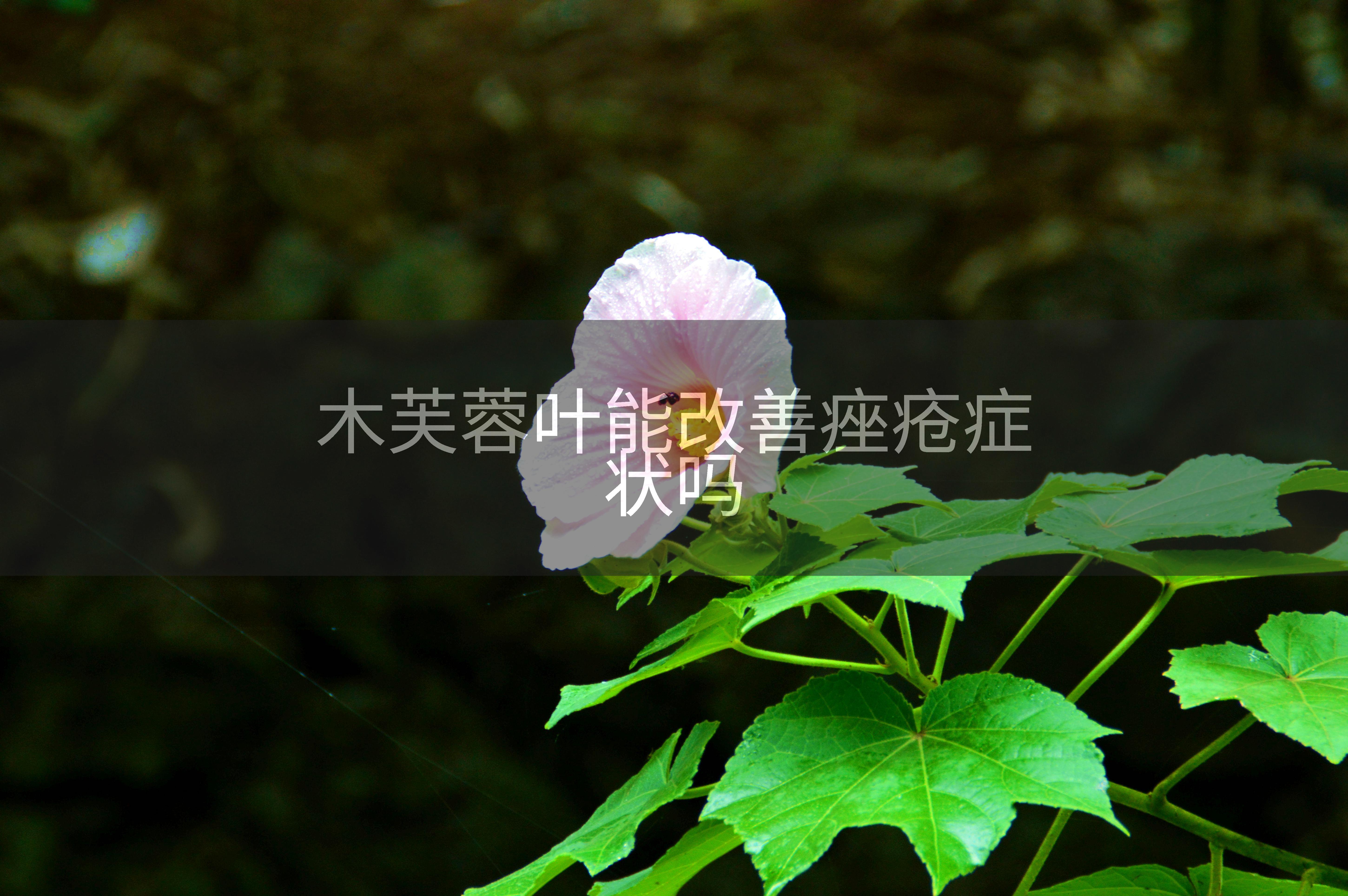 木芙蓉叶能改善痤疮症状吗