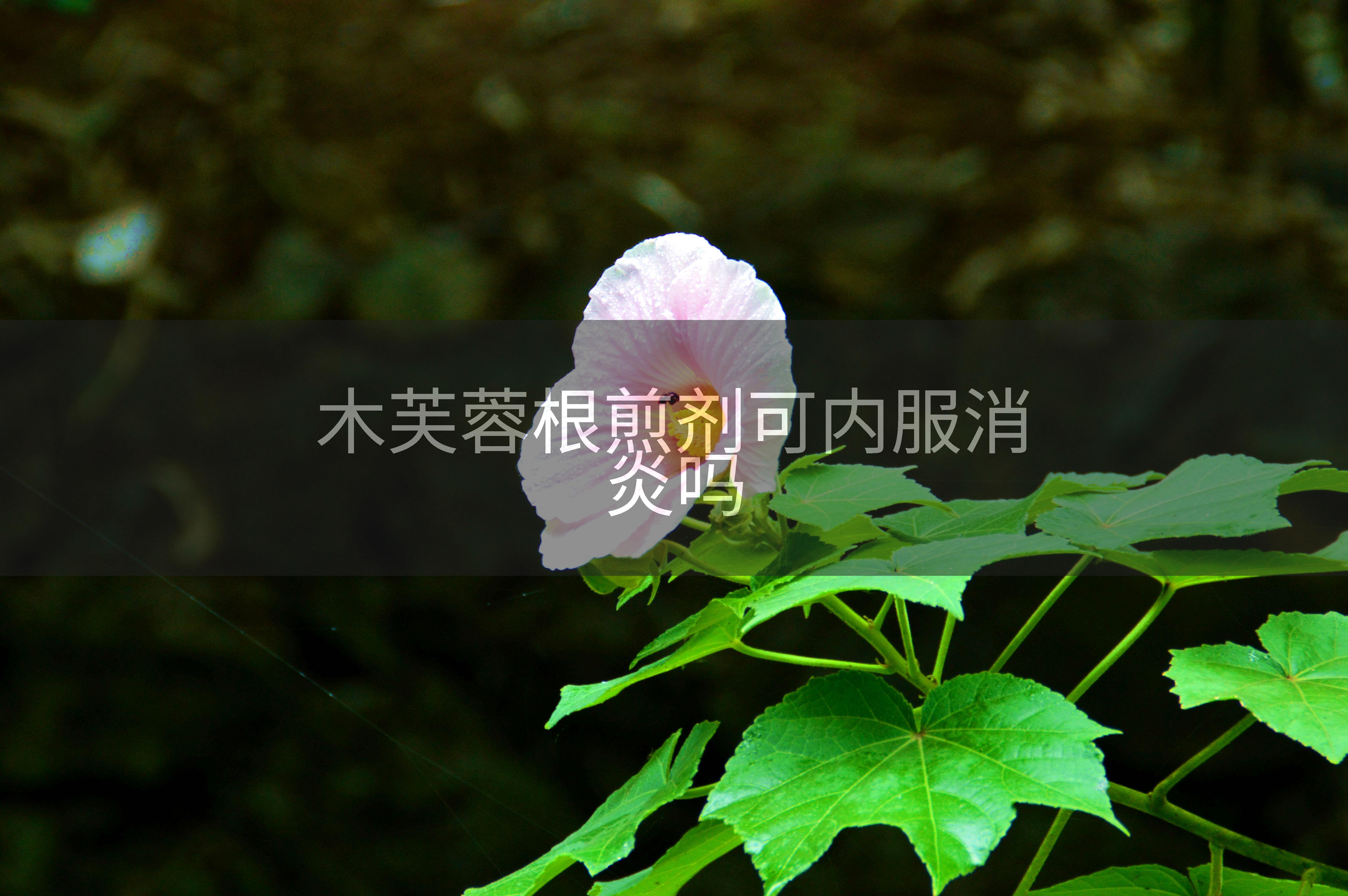 木芙蓉根煎剂可内服消炎吗