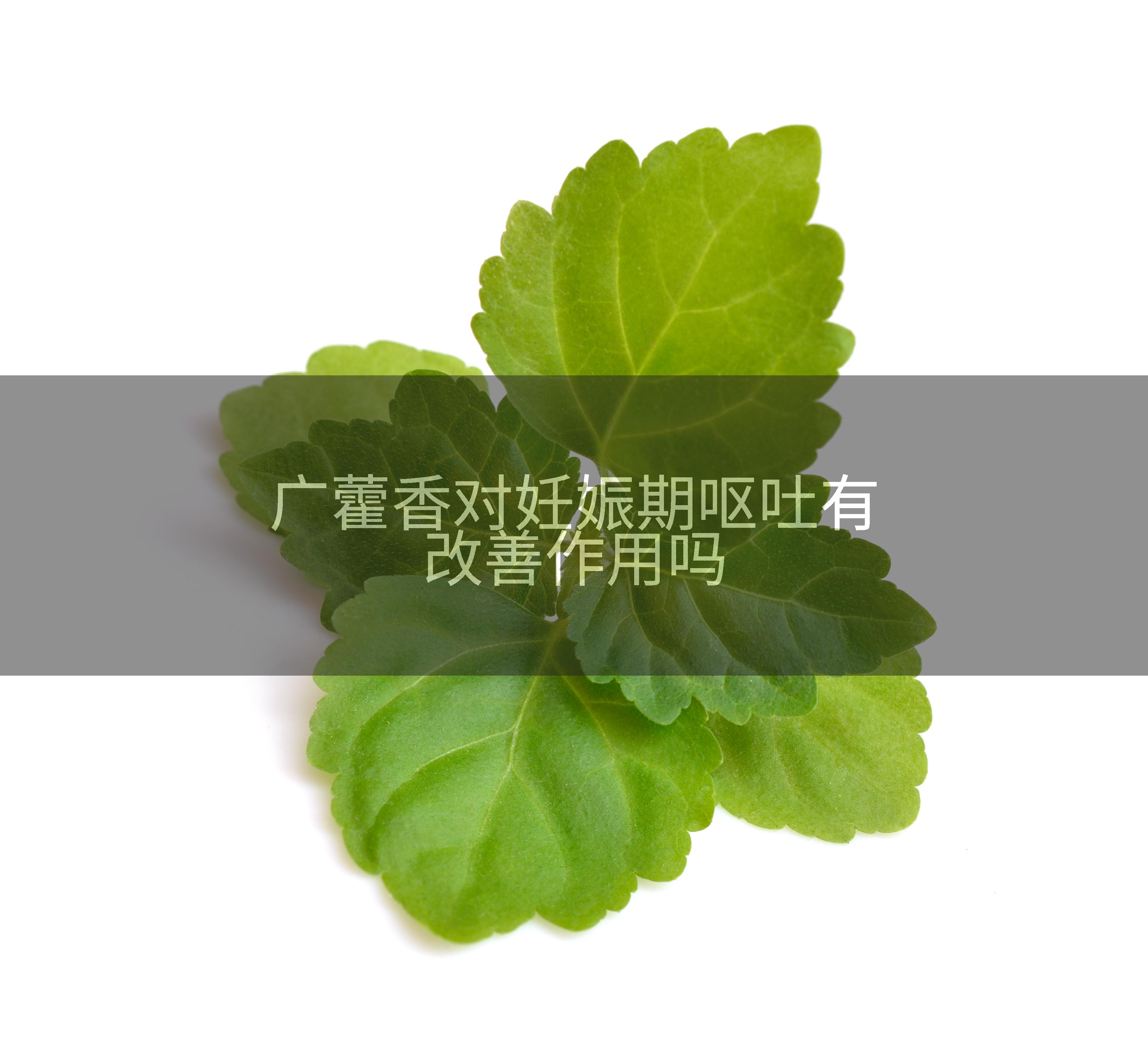广藿香对妊娠期呕吐有改善作用吗