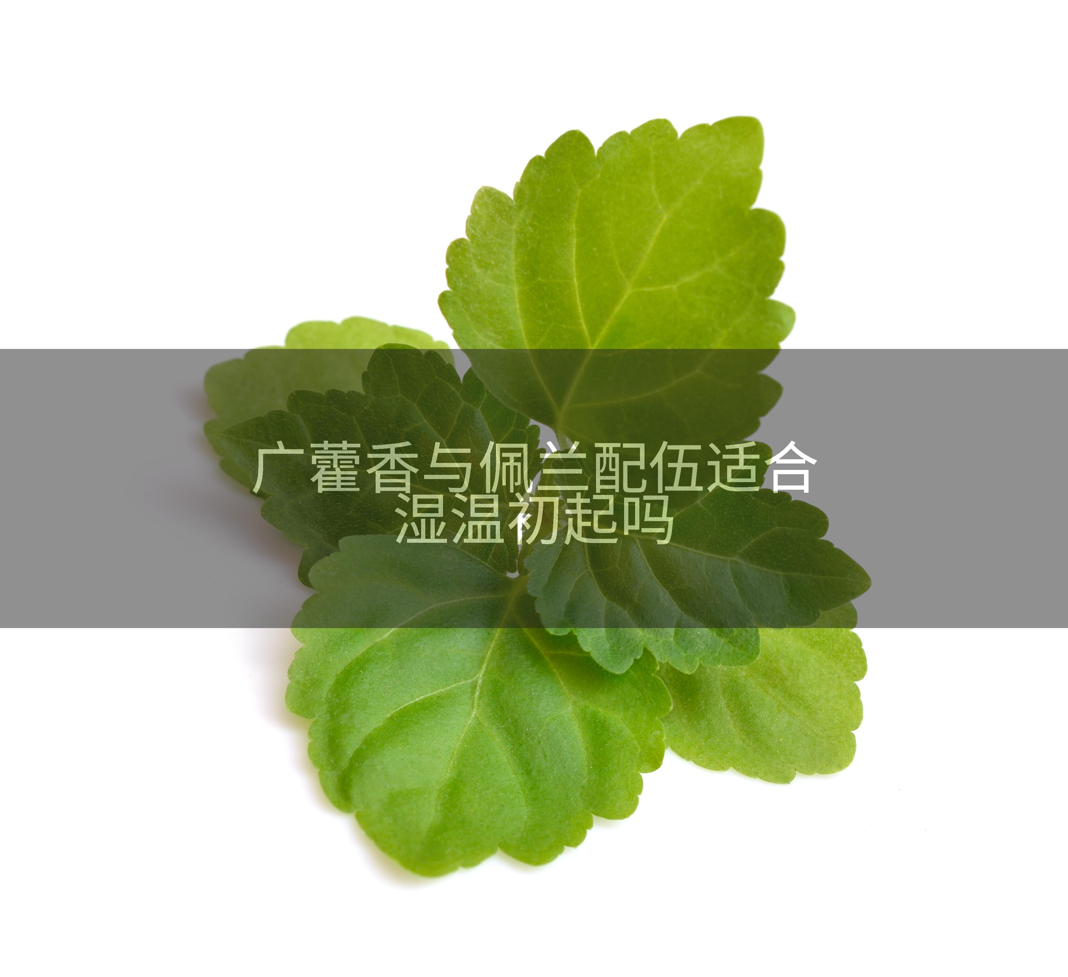 广藿香与佩兰配伍适合湿温初起吗