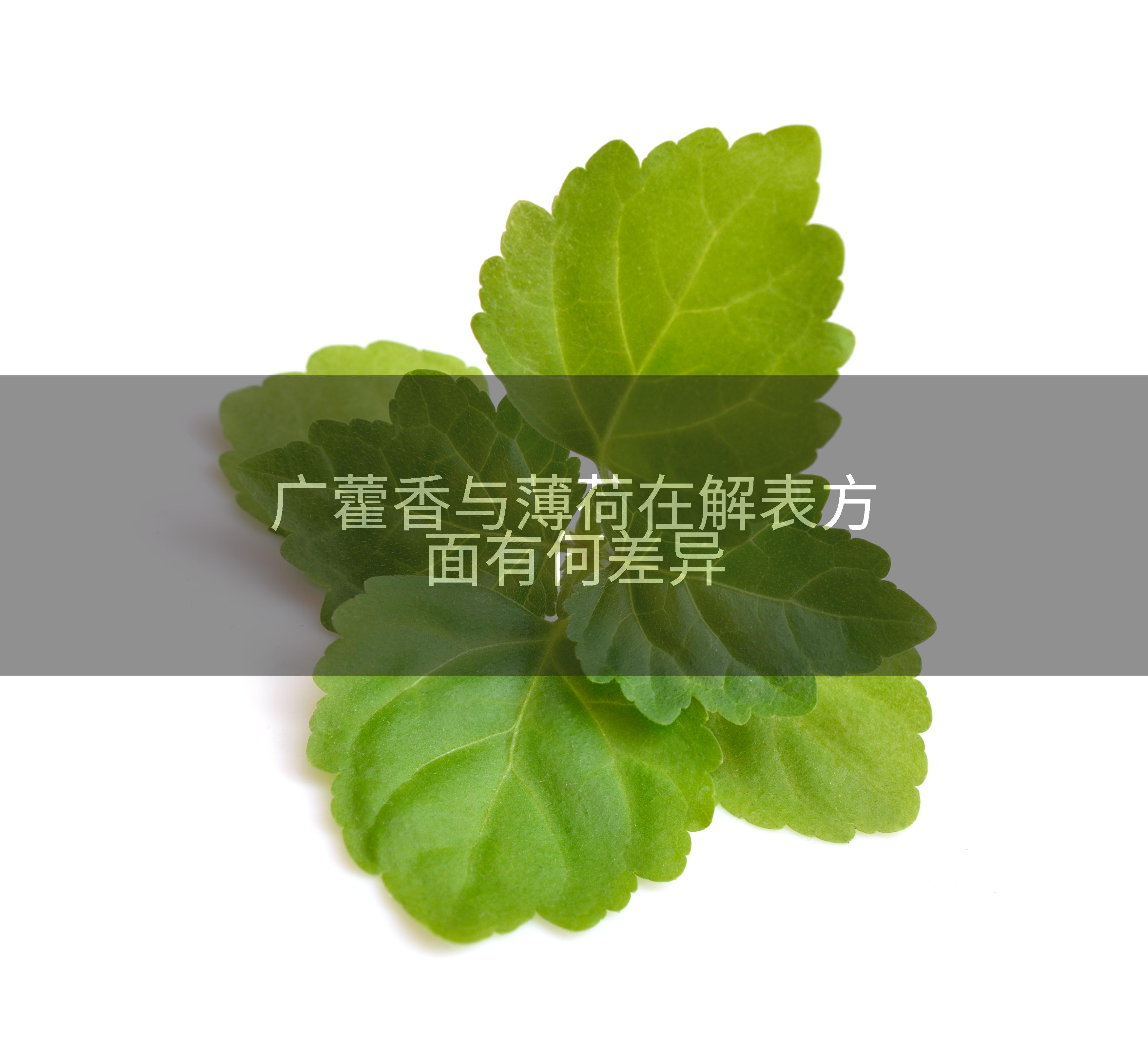 广藿香与薄荷在解表方面有何差异