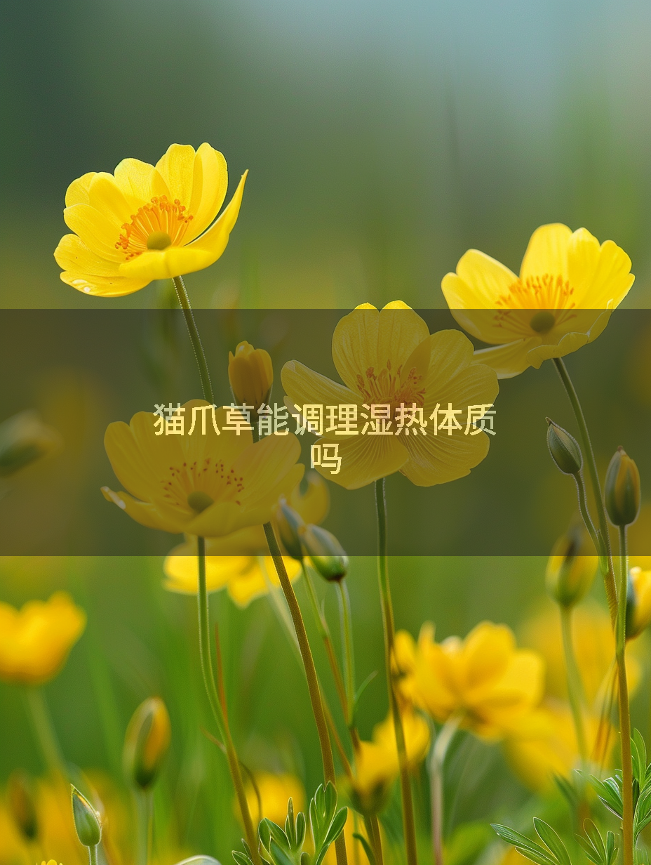 猫爪草能调理湿热体质吗