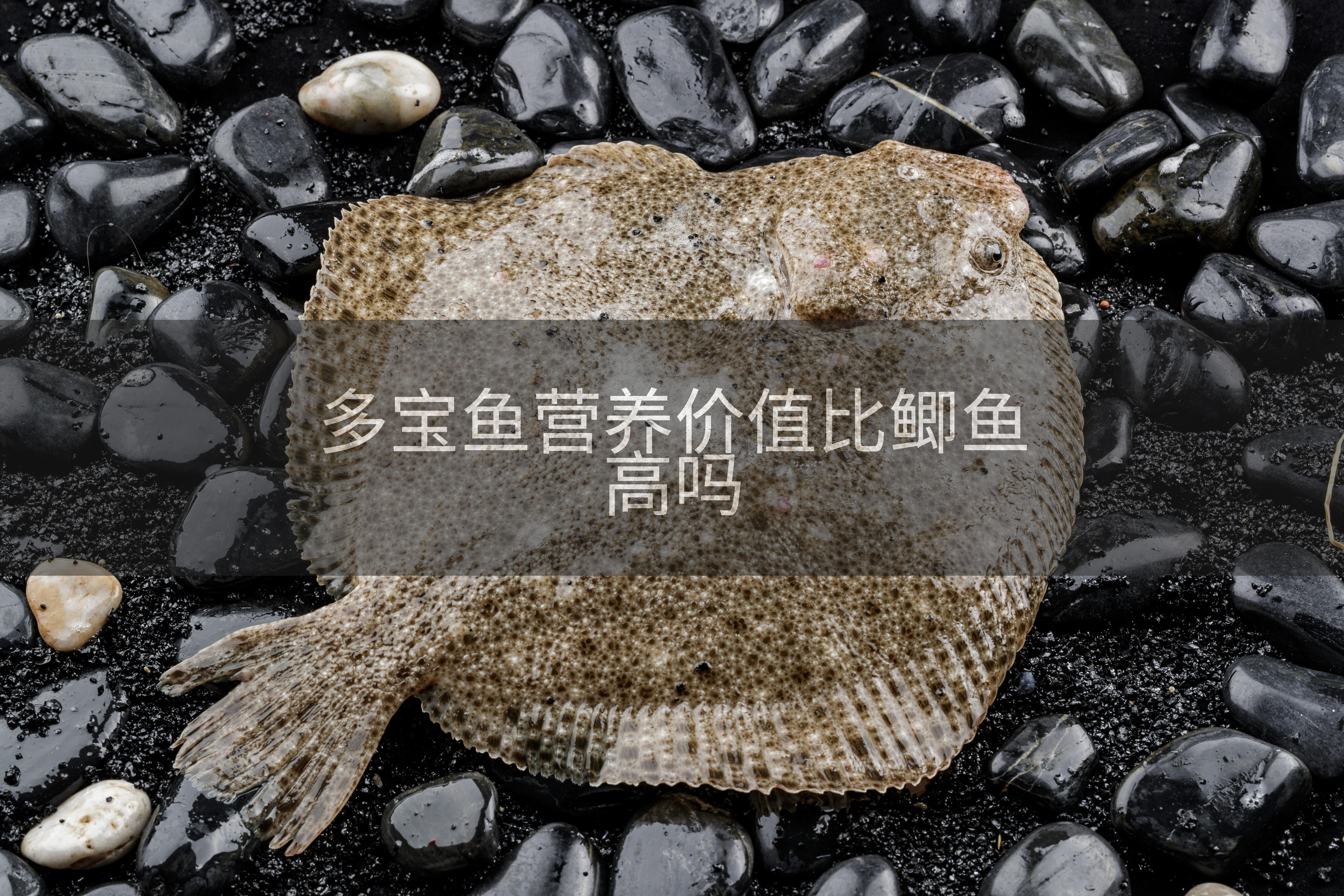 多宝鱼营养价值比鲫鱼高吗