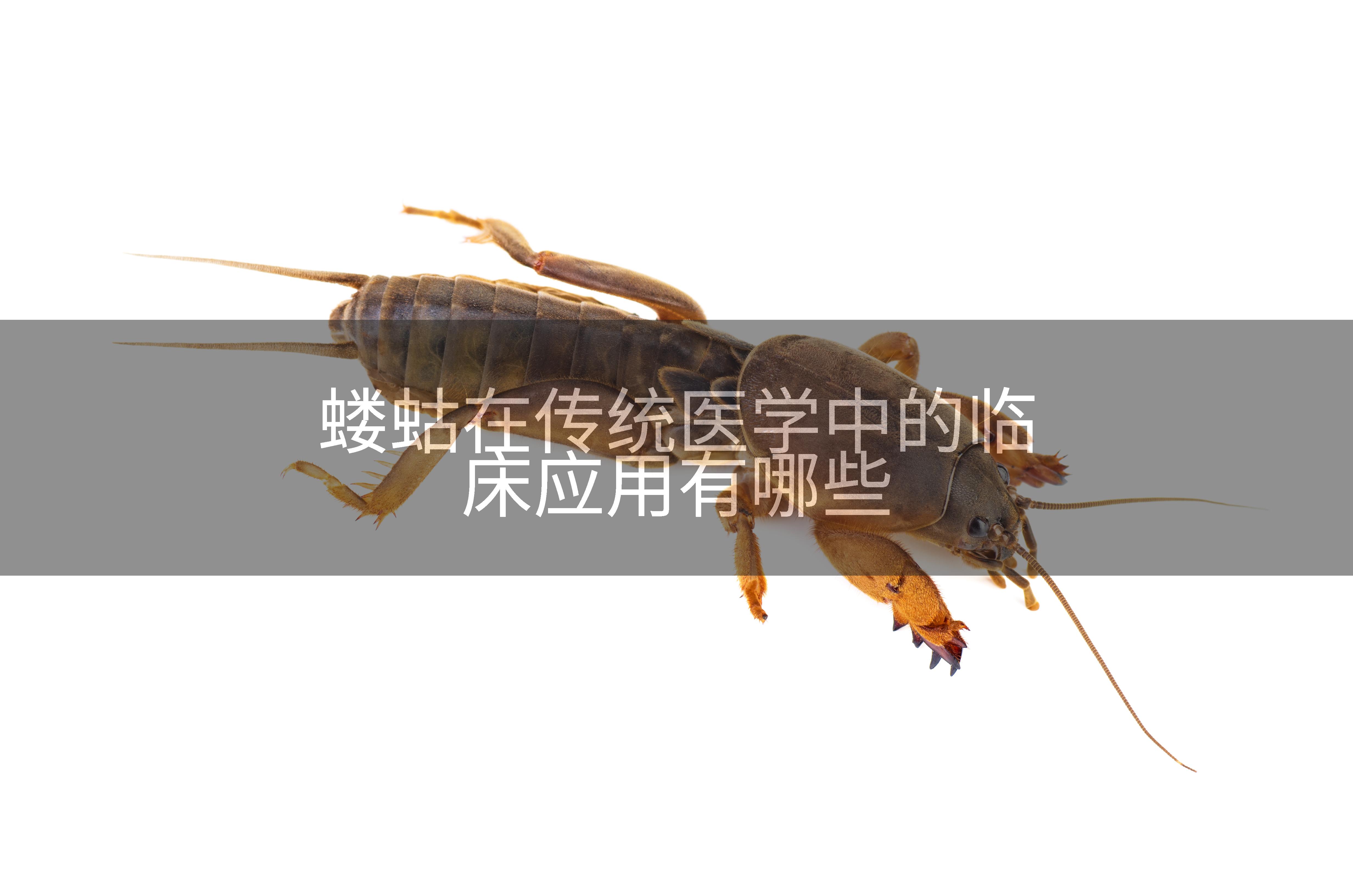 蝼蛄在传统医学中的临床应用有哪些