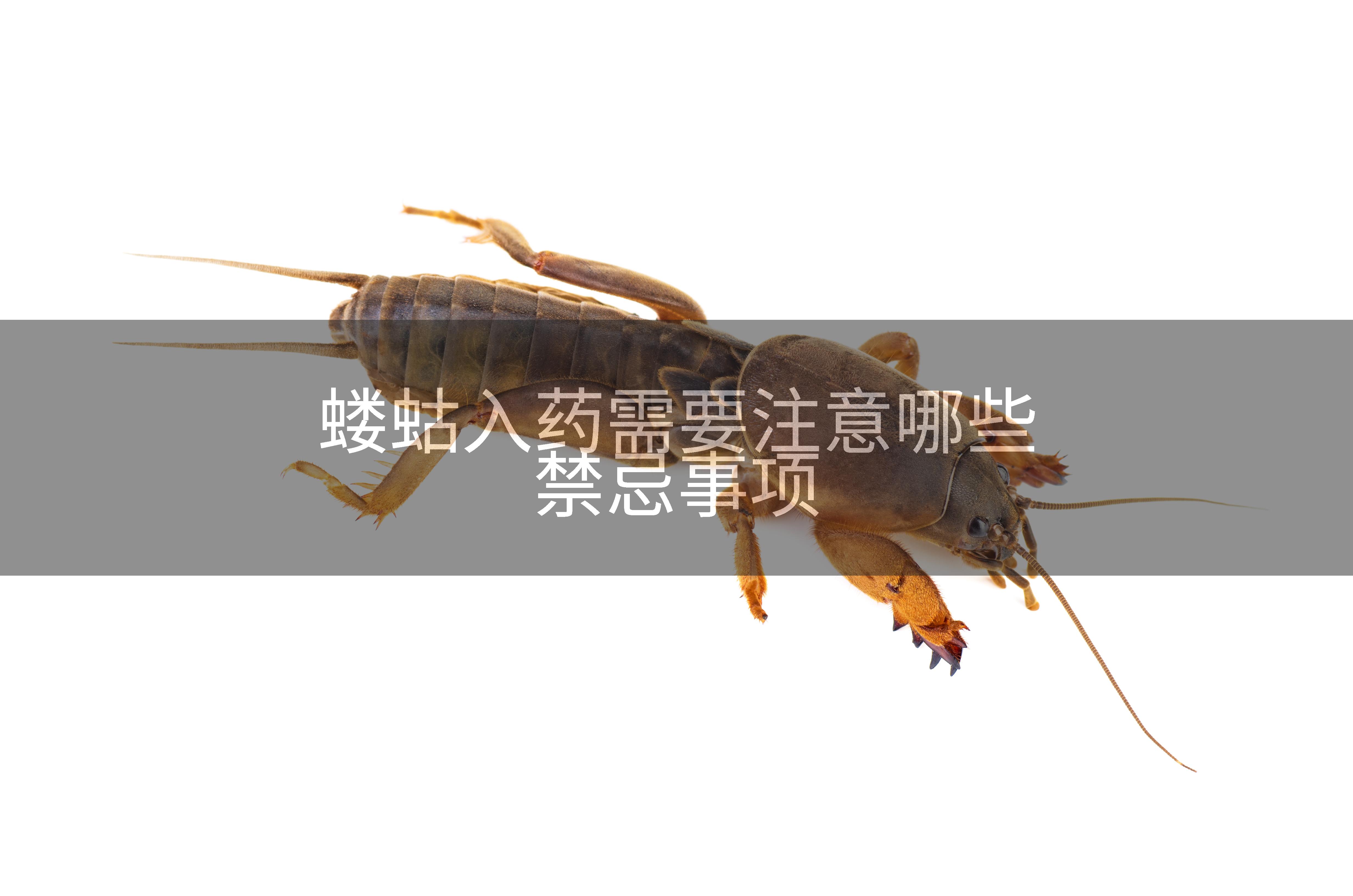 蝼蛄入药需要注意哪些禁忌事项
