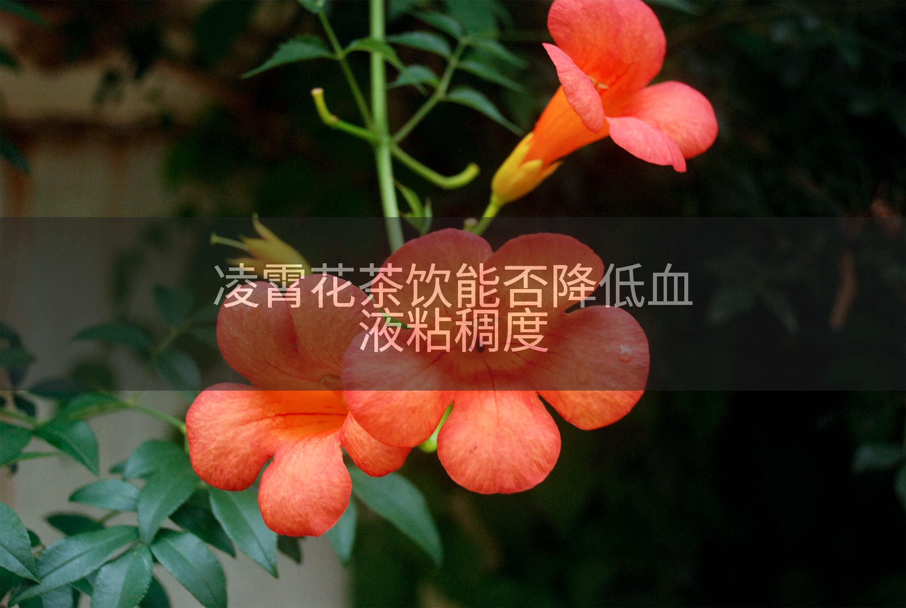 凌霄花茶饮能否降低血液粘稠度