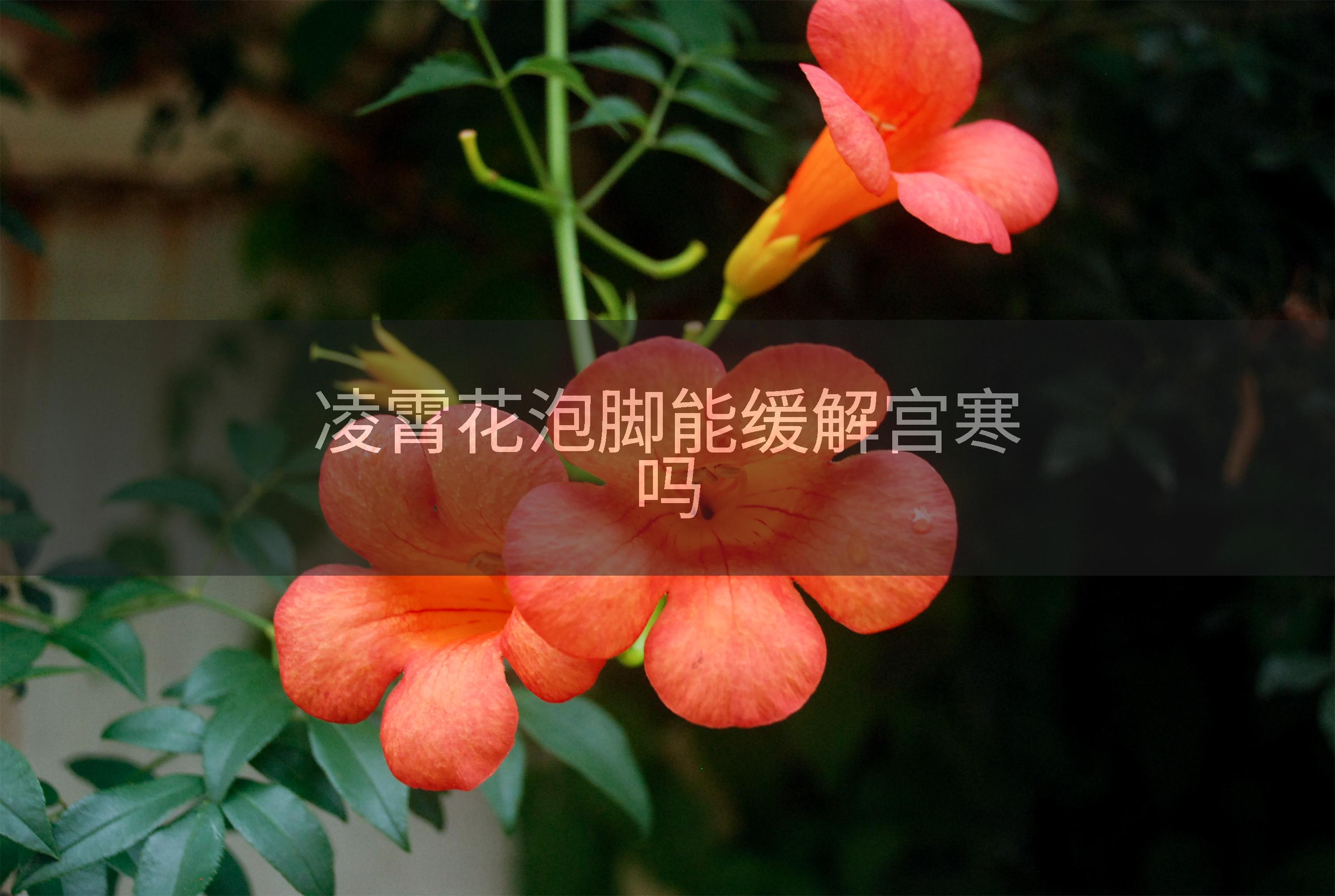 凌霄花泡脚能缓解宫寒吗